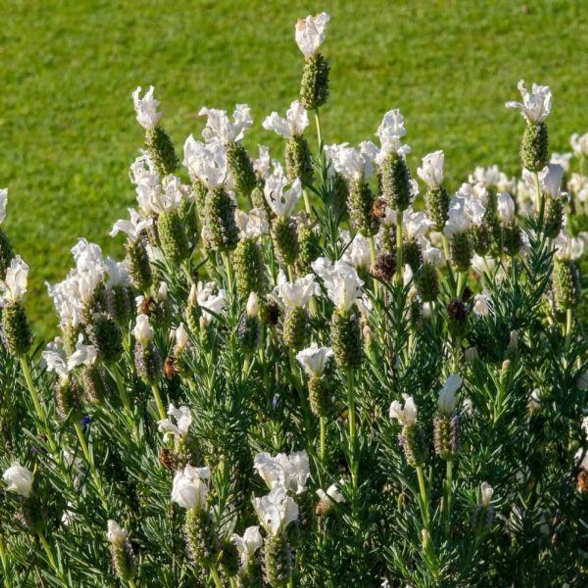 French Lavender 'Snowman' 2 Litre