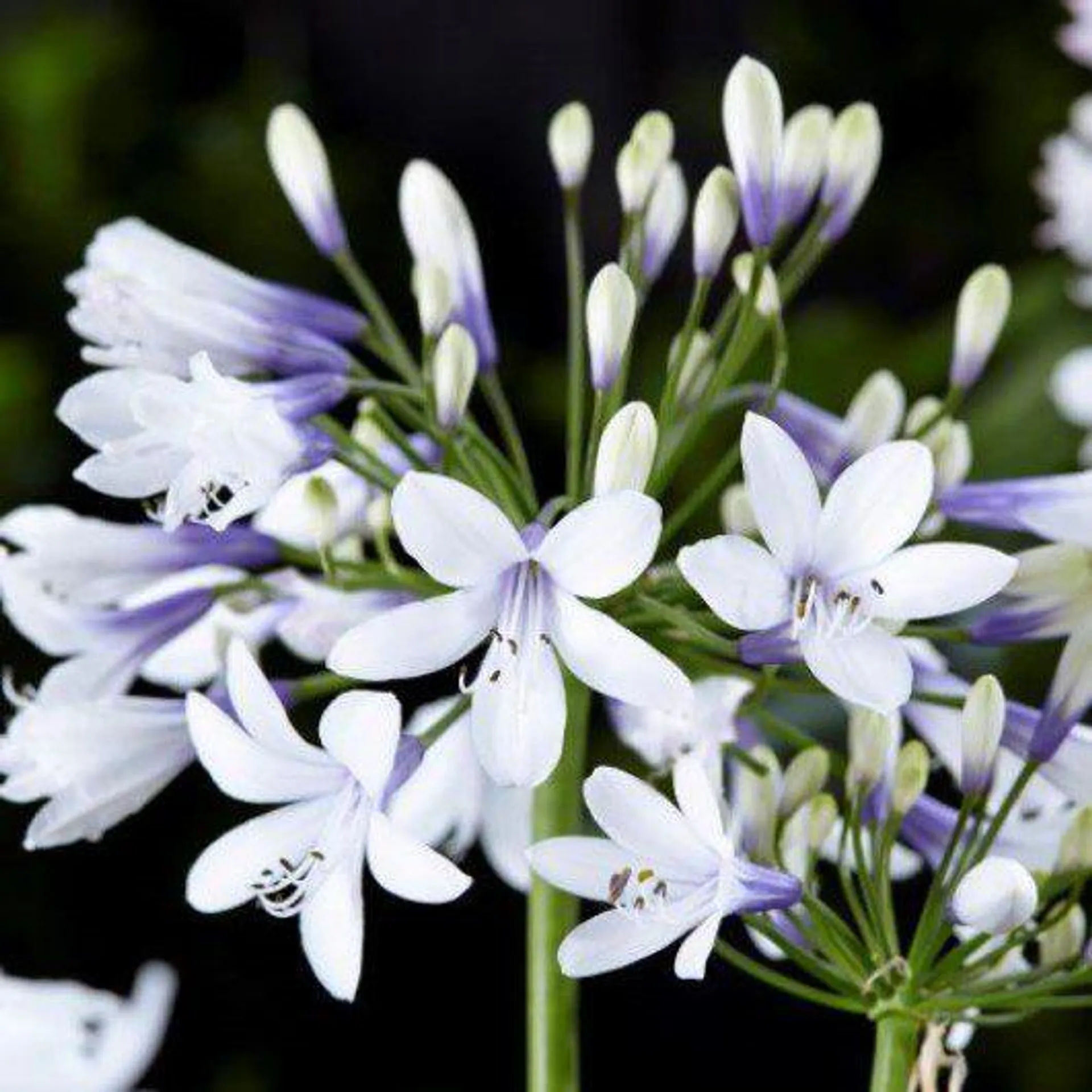 Agapanthus ‘Twister’ 2L