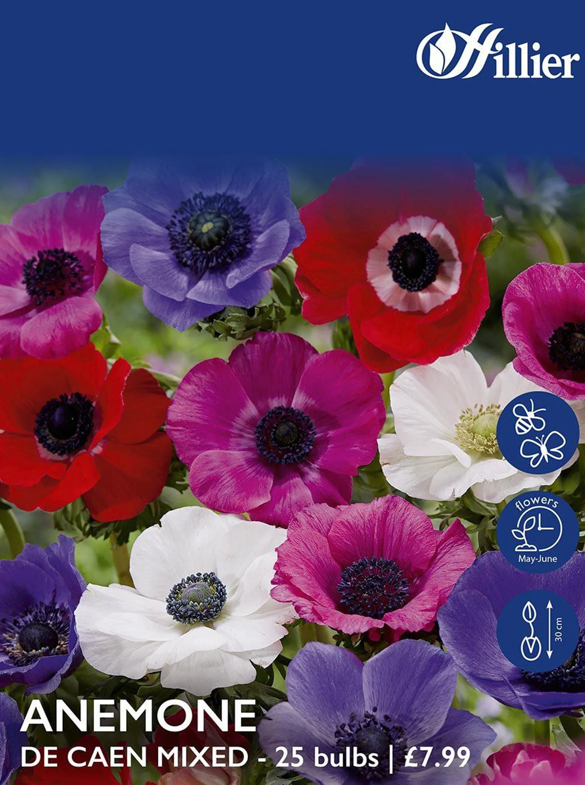 Anemone De Caen Mixed Bulbs