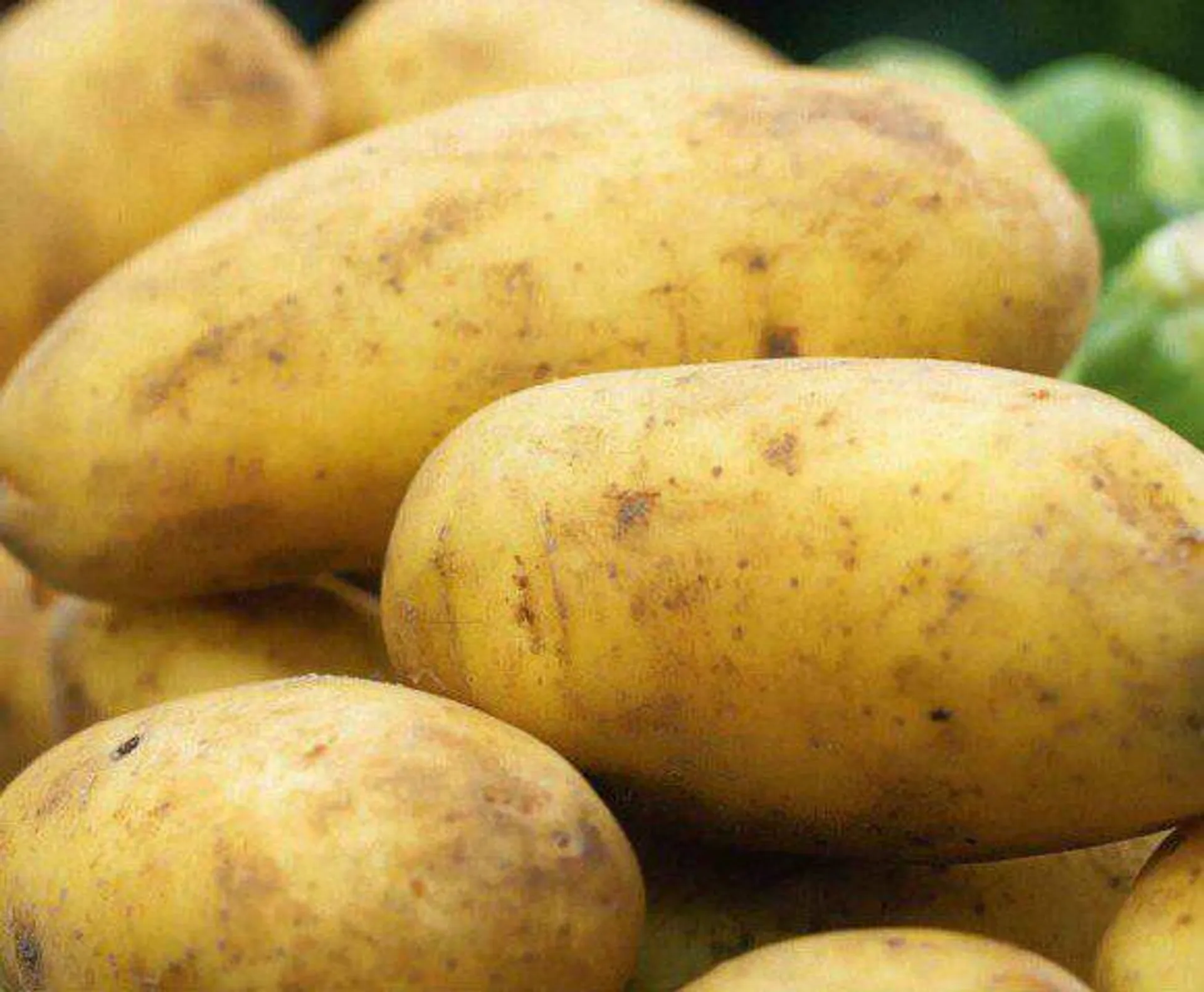 Arran Pilot Seeds Potatoes 2kg
