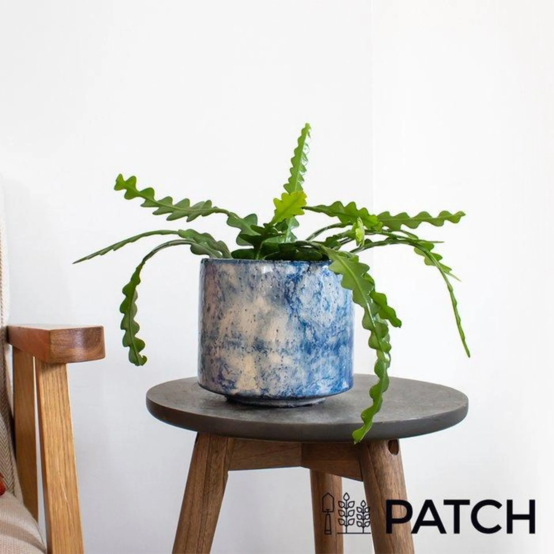 Patch ‘Kate' The Fishbone Cactus With Pot