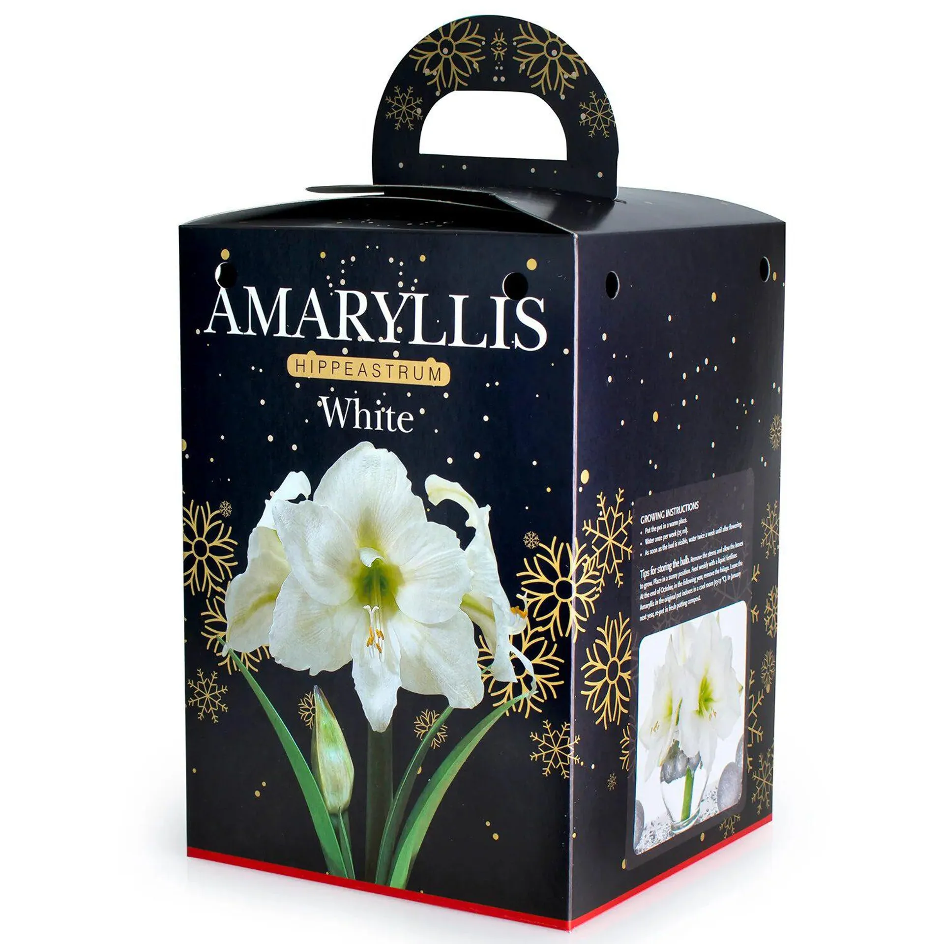 Amaryllis White Bulb Gift Set