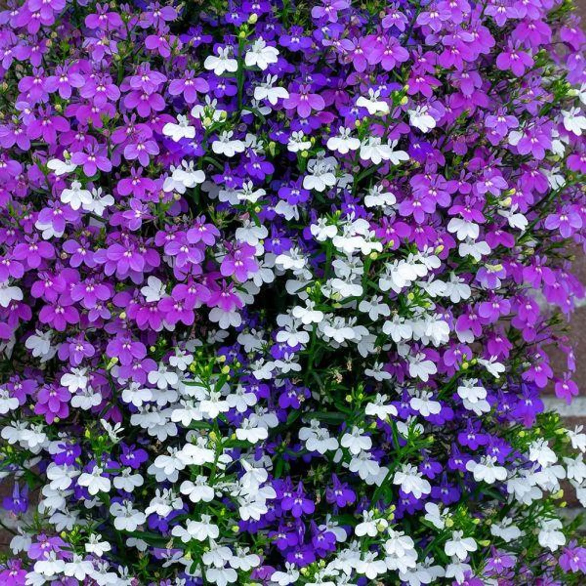 Lobelia Bush Mixed 12 Pack