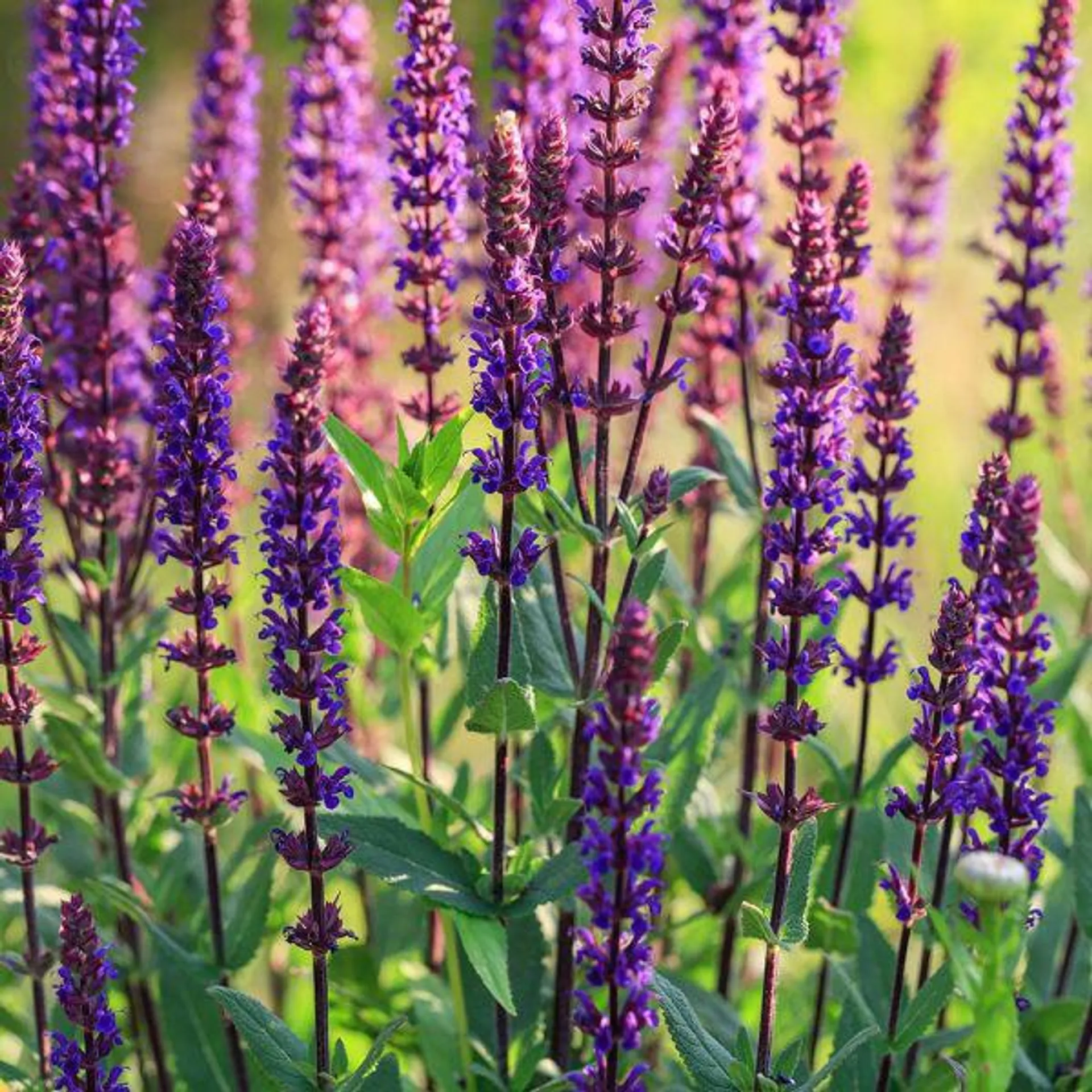 Salvia Caradonna 2 Litre