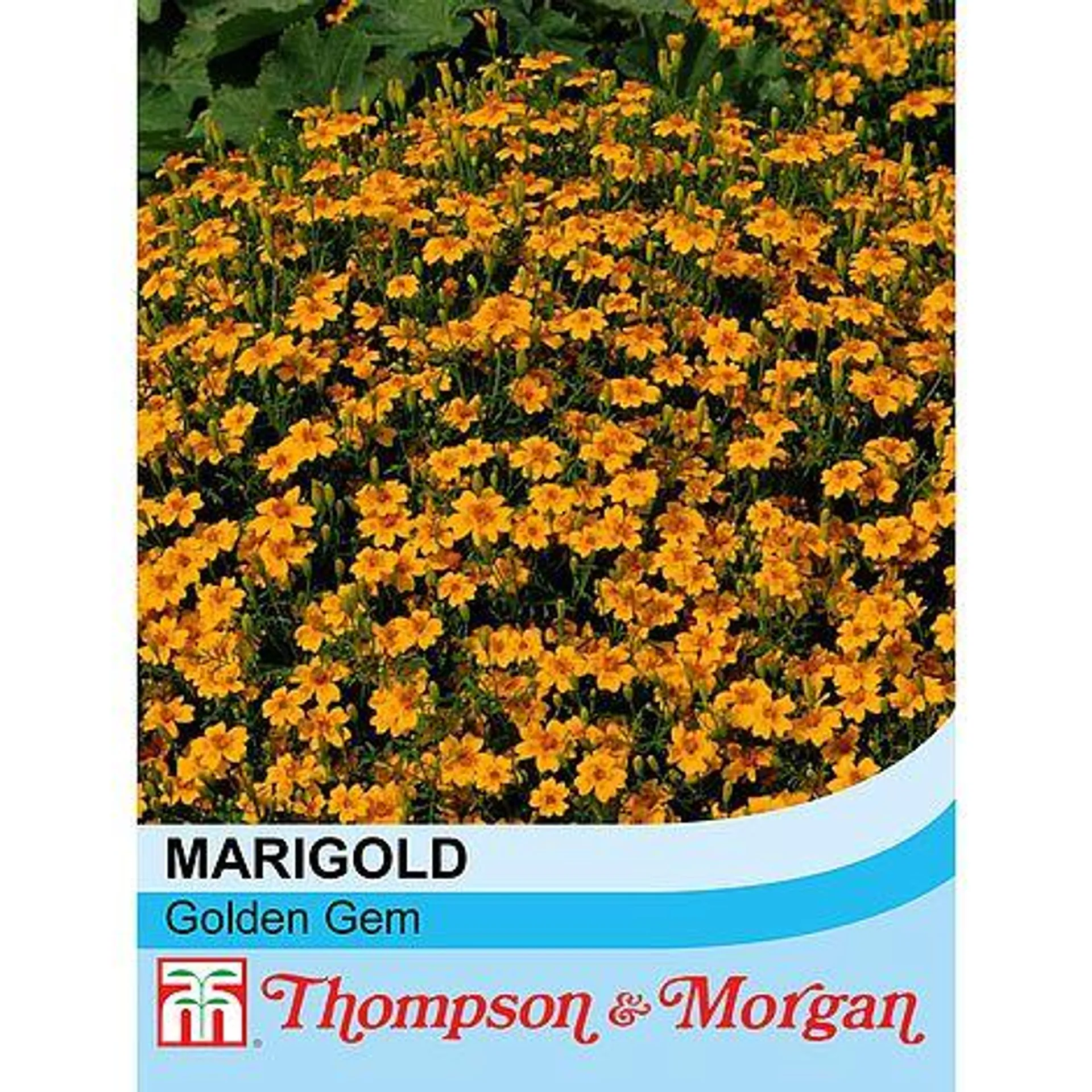 Marigold 'Golden Gem' - Seeds