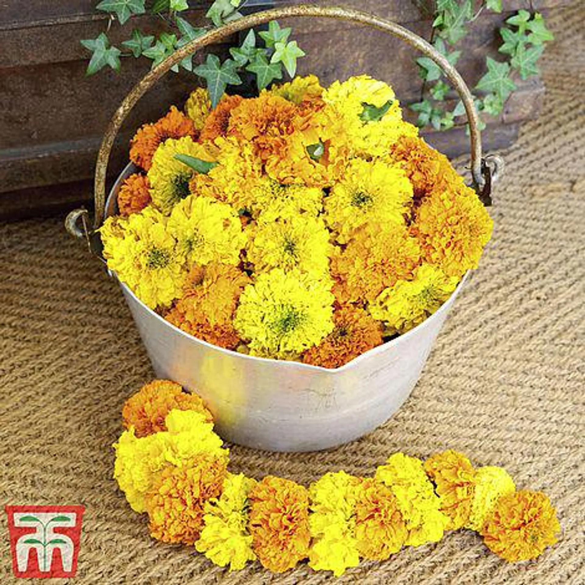 Marigold 'Kushi Mix' - Seeds