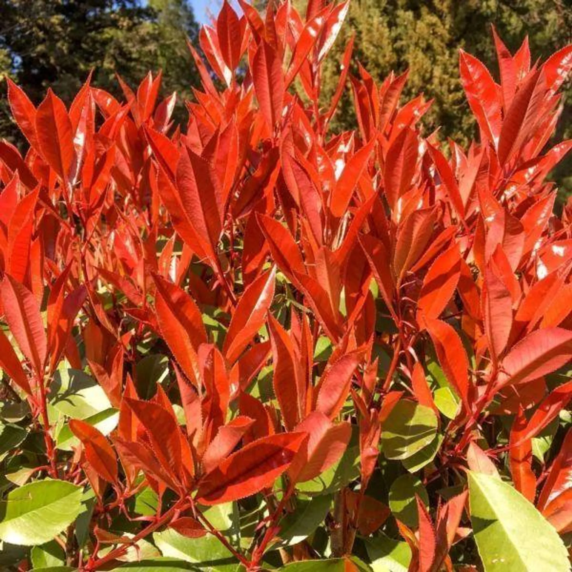 Photinia 'Carré Rouge' 120cm - 150cm