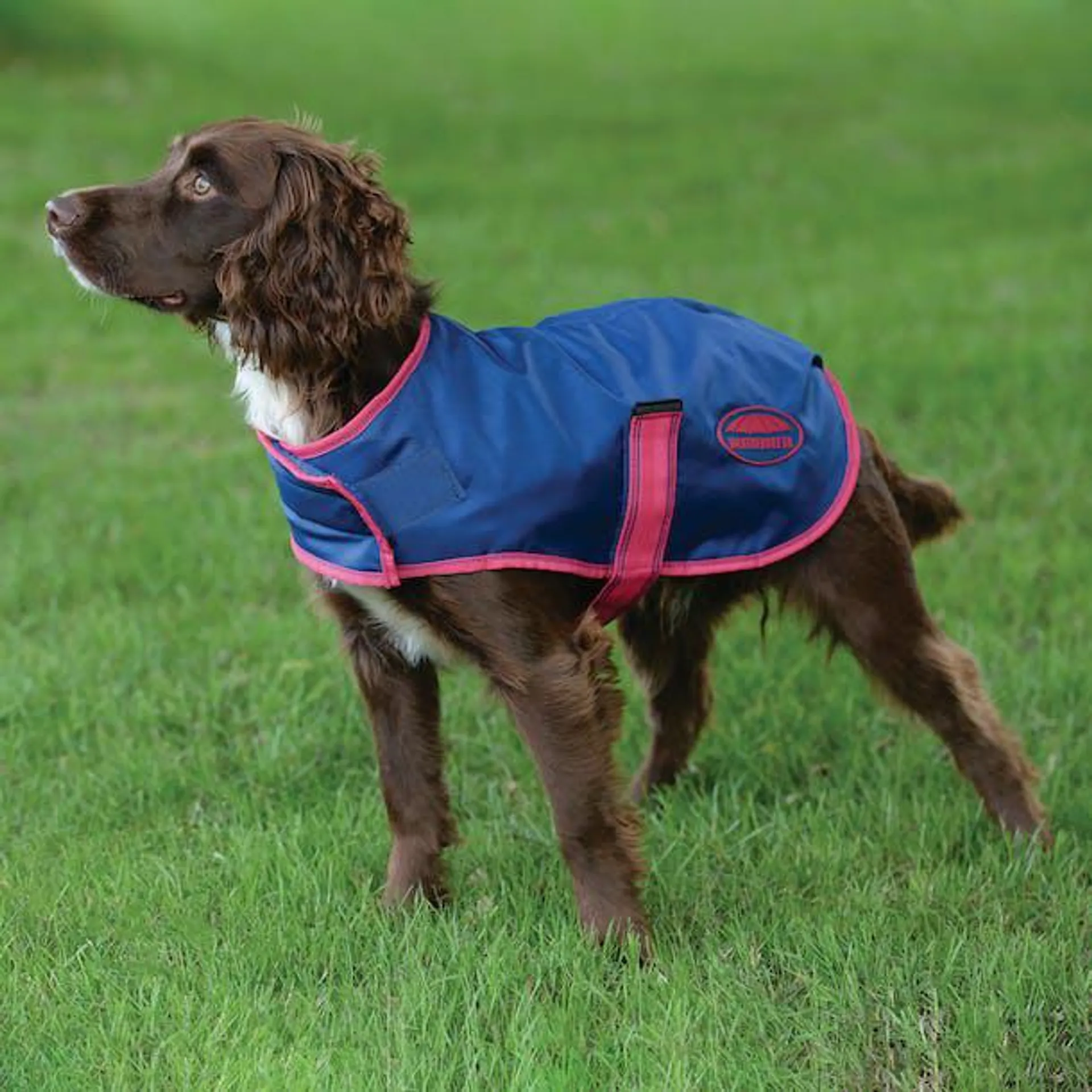 Weatherbeeta Comfitec Windbreaker Free Dog Jacket