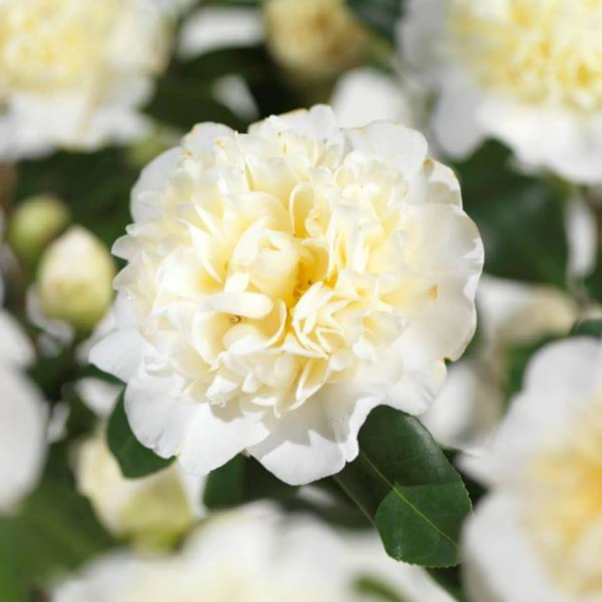 Camellia japonica ‘Brushfield’s Yellow’ 3L