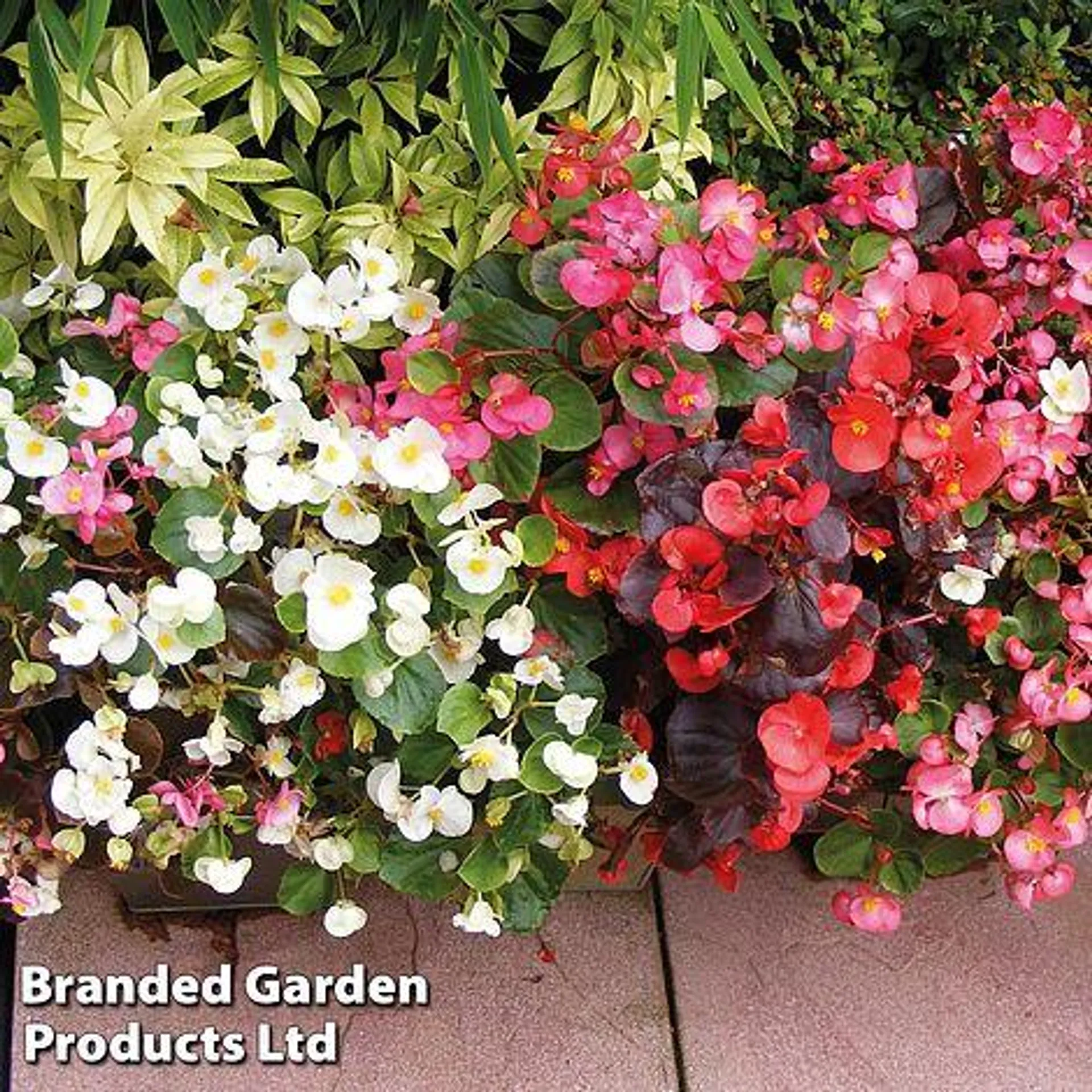 Begonia semperflorens 'Sun Shade Mix' F2 - Easy Grow Seed Range