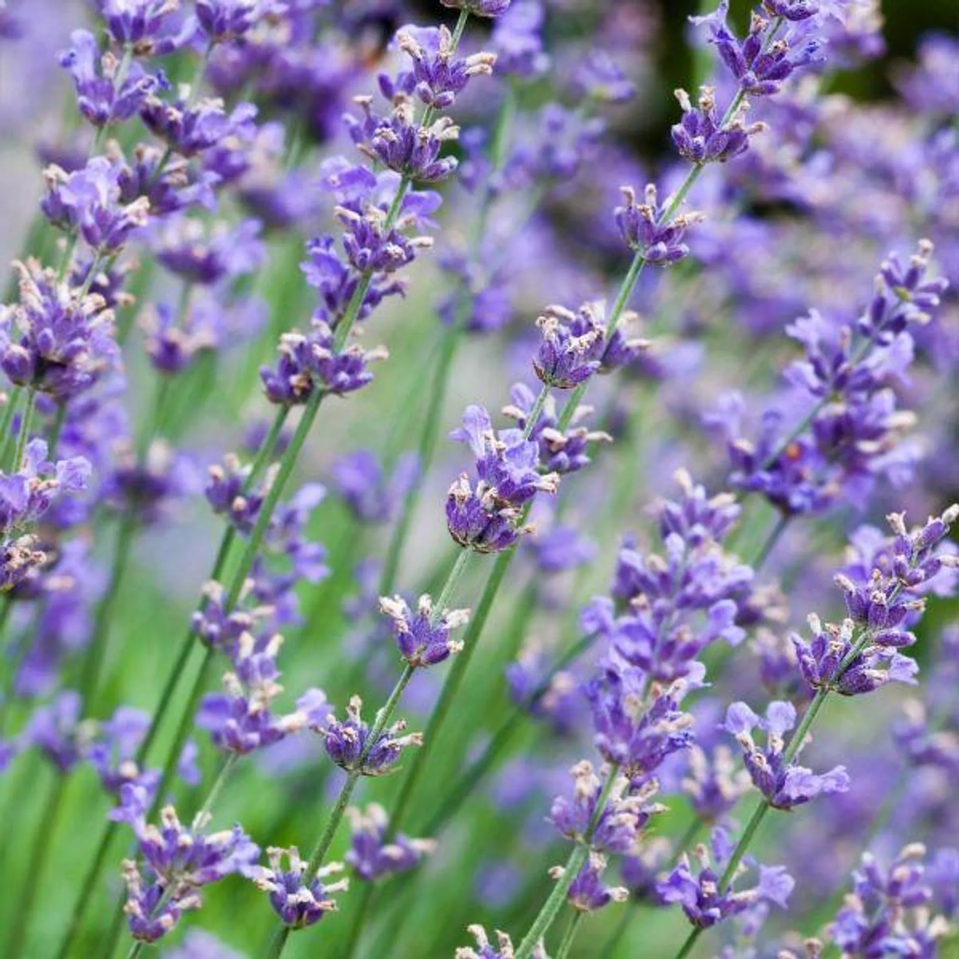 Lavender 'Essence Purple' 2 Litre