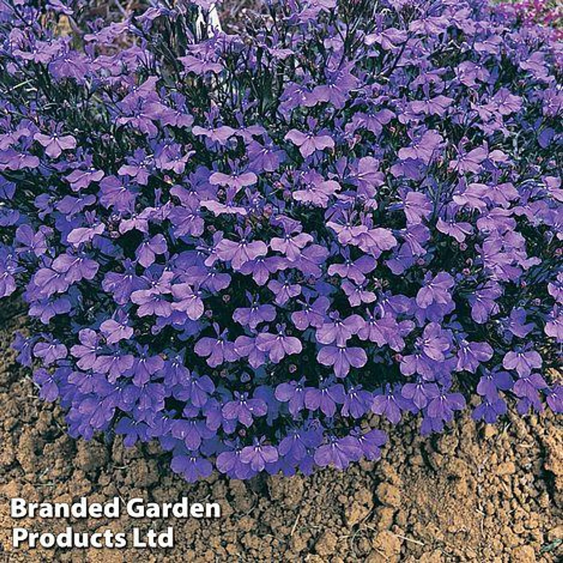 Lobelia erinus 'Crystal Palace' - Easy Grow Seed Range