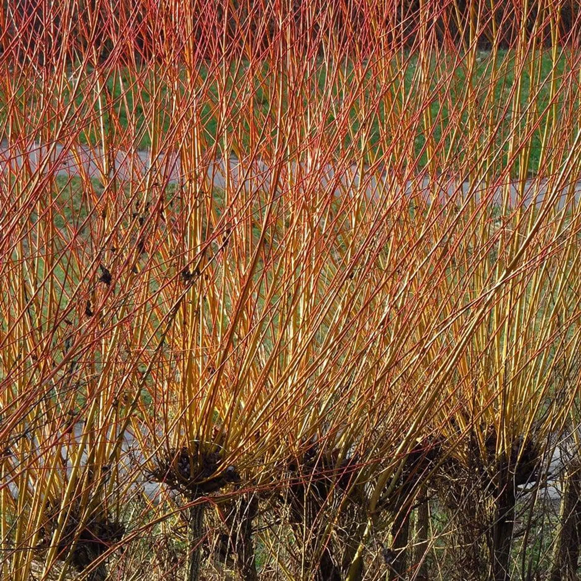 coral bark willow ( syn. Salix alba subsp. vitellina 'Britzensis' )