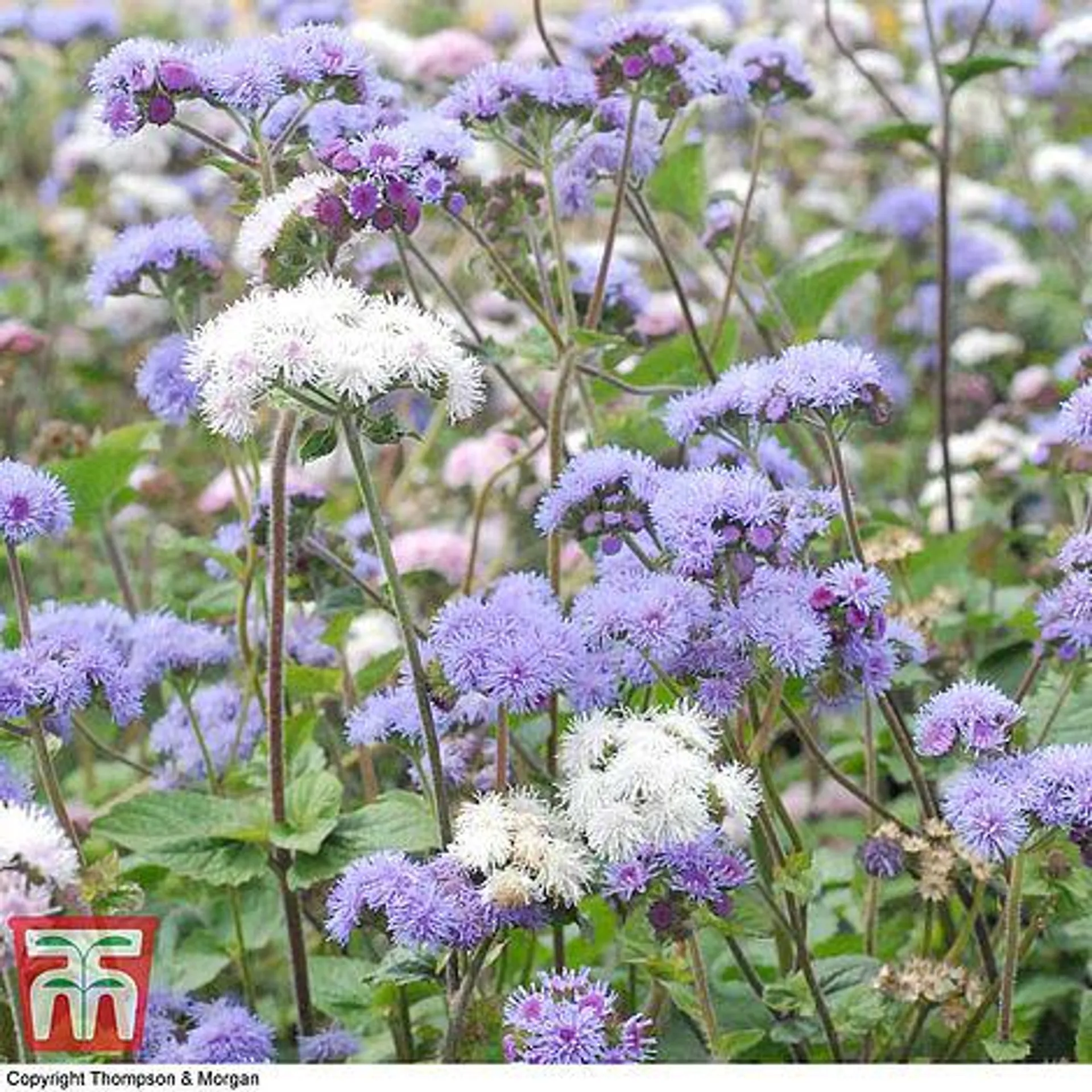 Ageratum houstonianum 'Timeless Mixed' - Seeds