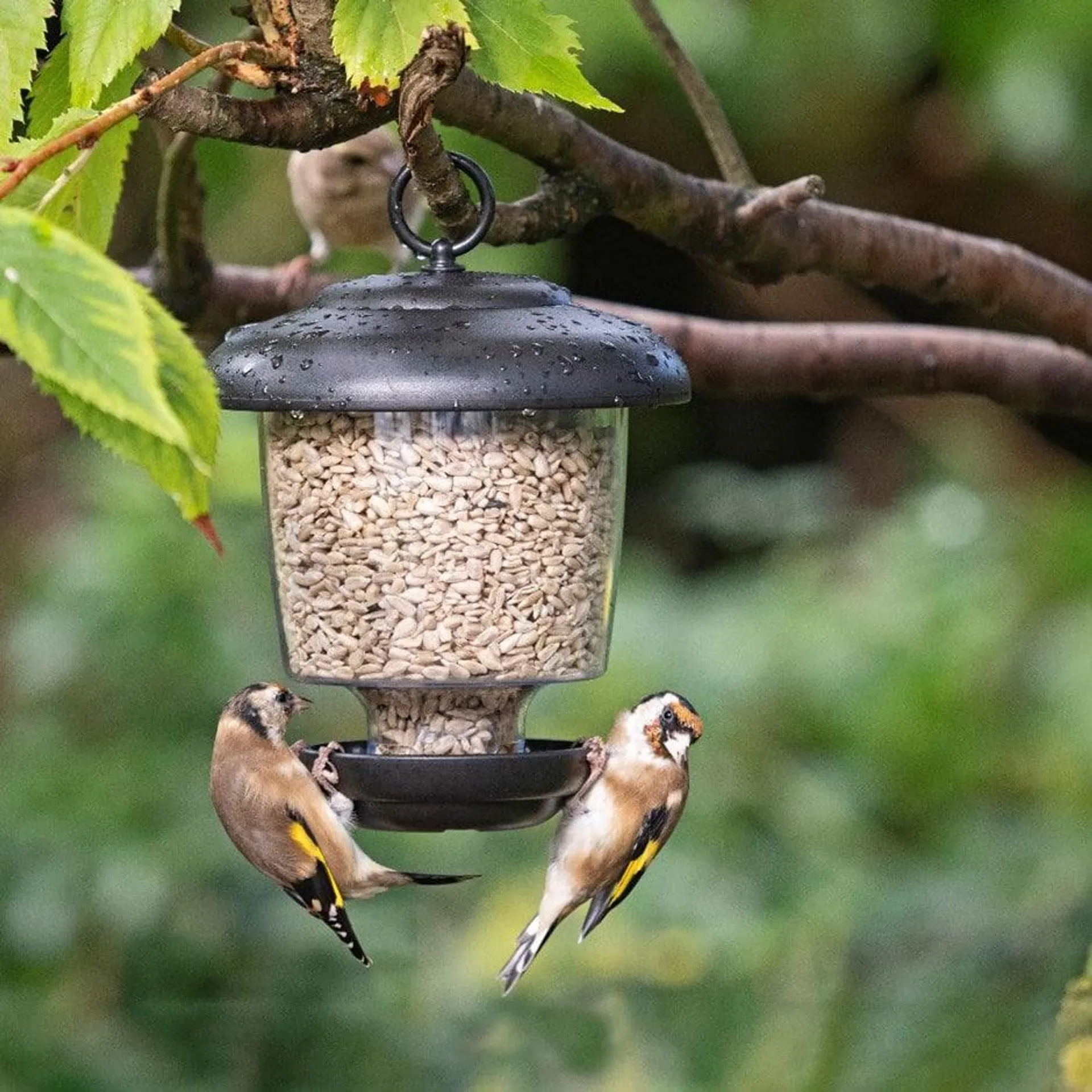 Little lantern bird feeder