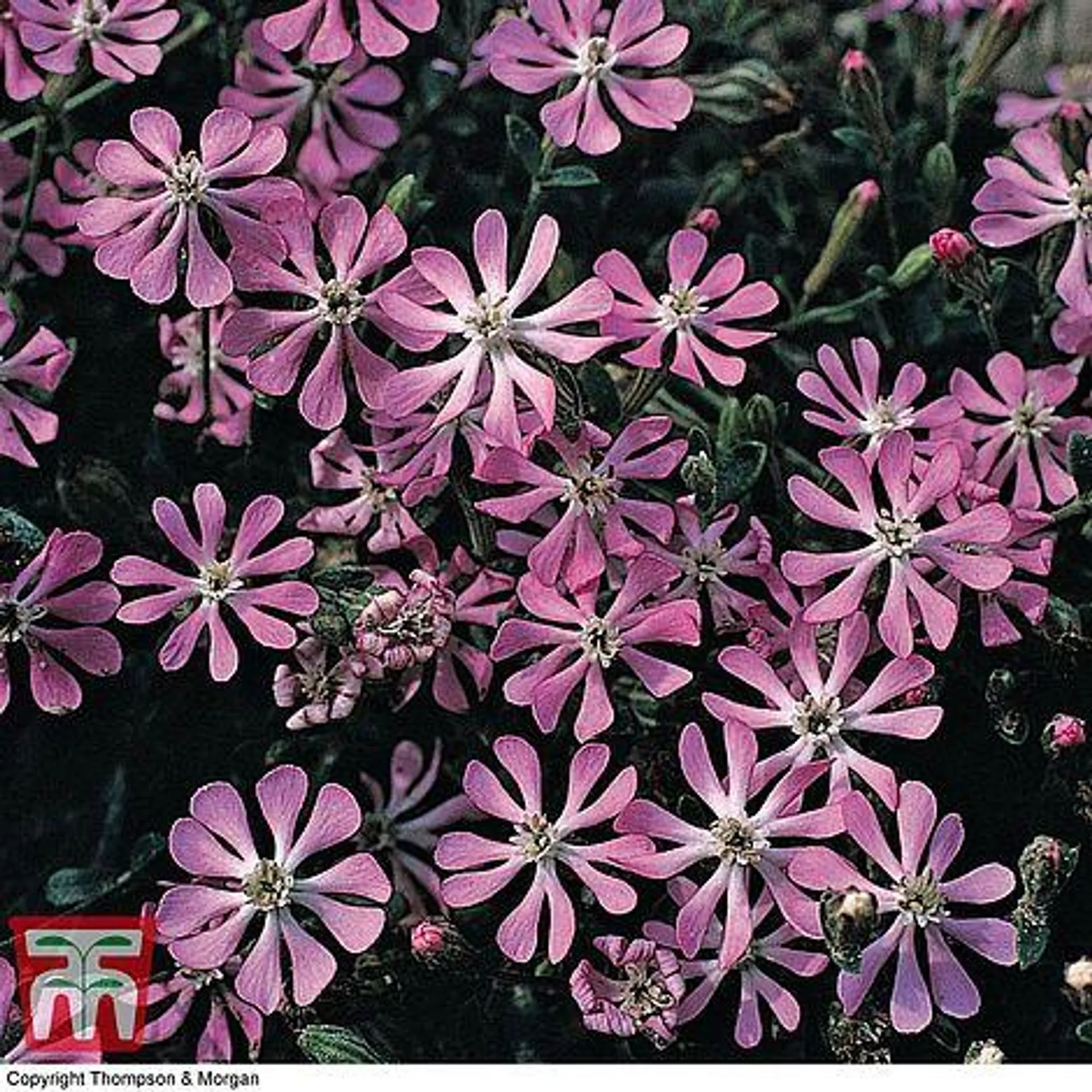 Silene colorata 'Pink Pirouette' - Seeds