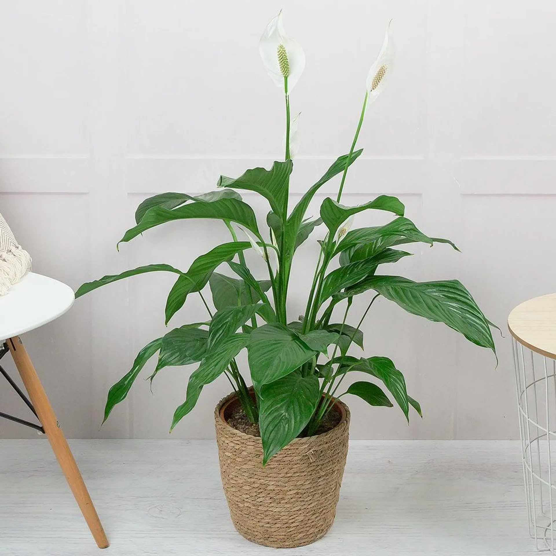 Tall Peace Lily Plant