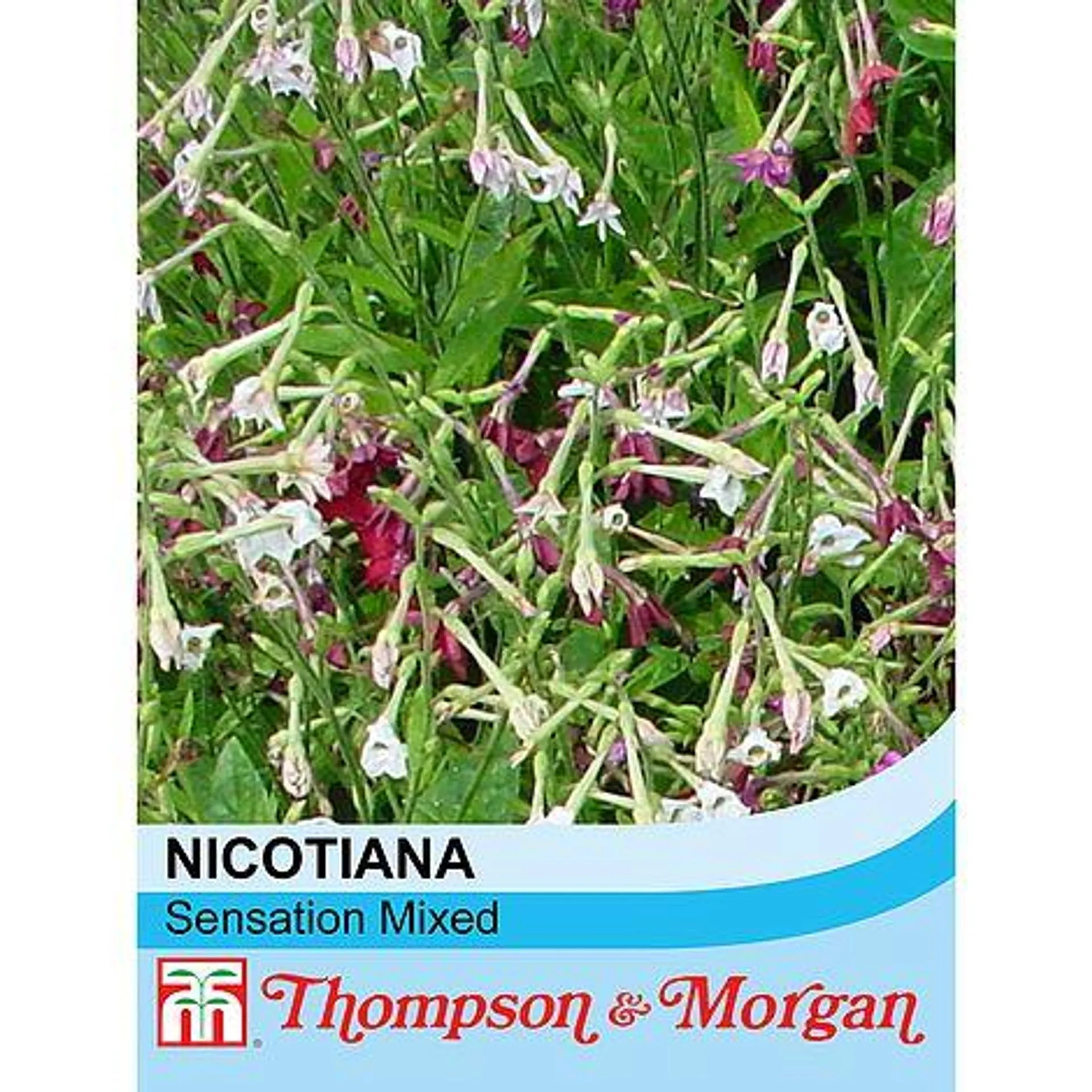 Nicotiana x sanderae 'Sensation Mixed' - Seeds