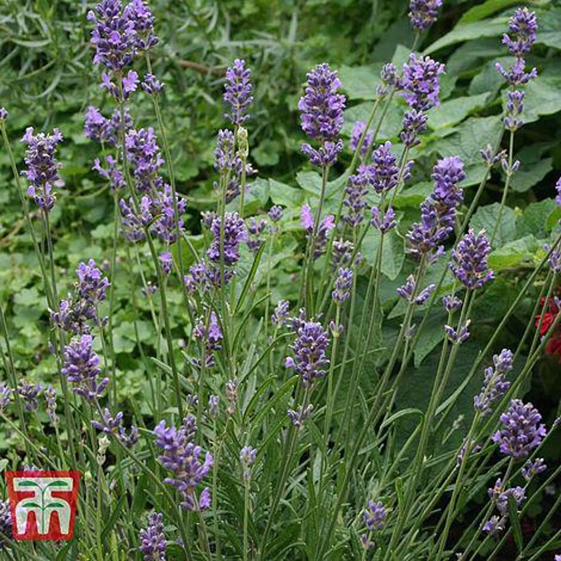 Lavender 'Munstead' - Plug Plants