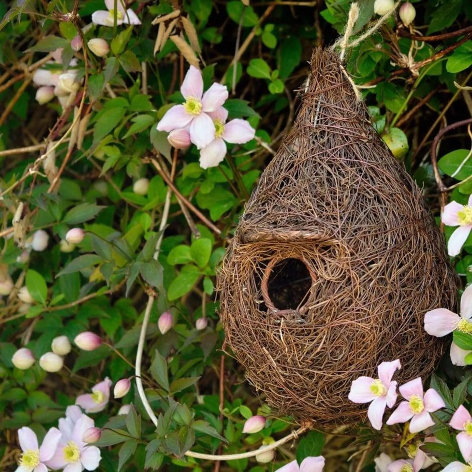 Giant roost small bird nester