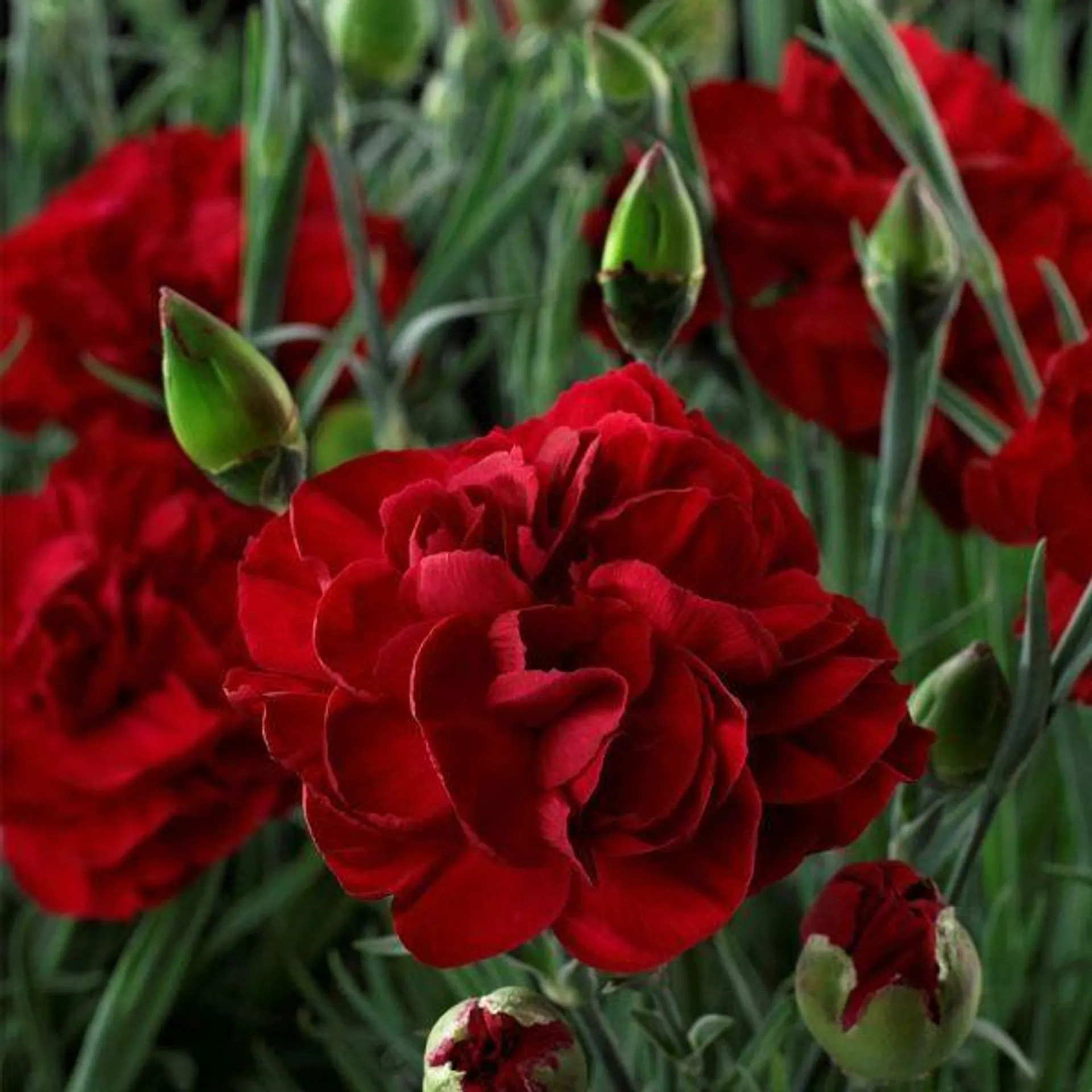 Dianthus Passion 1.5 Litre