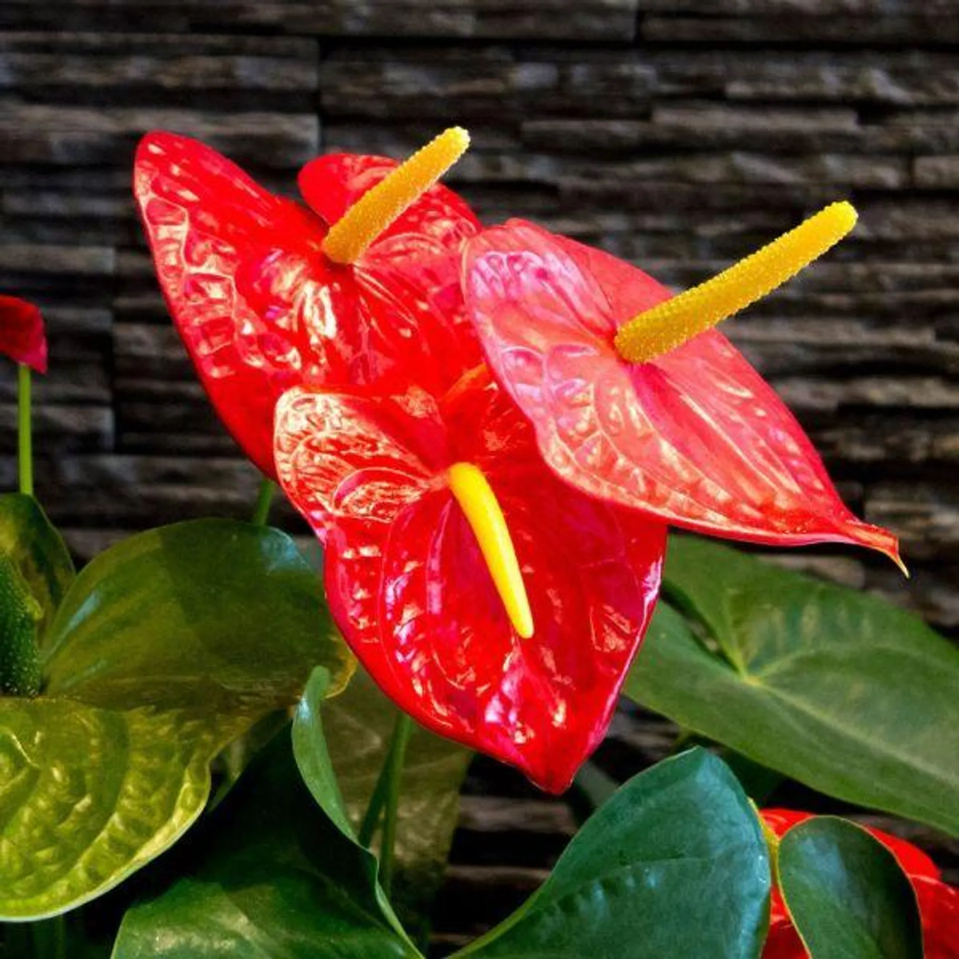 Anthurium Champion Mix 12cm