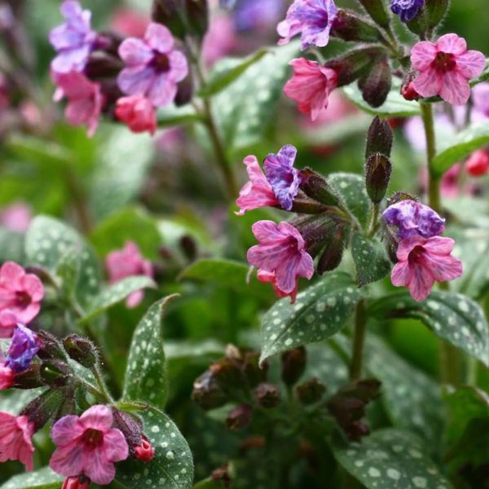 Pulmonaria Collection - 3 Litre