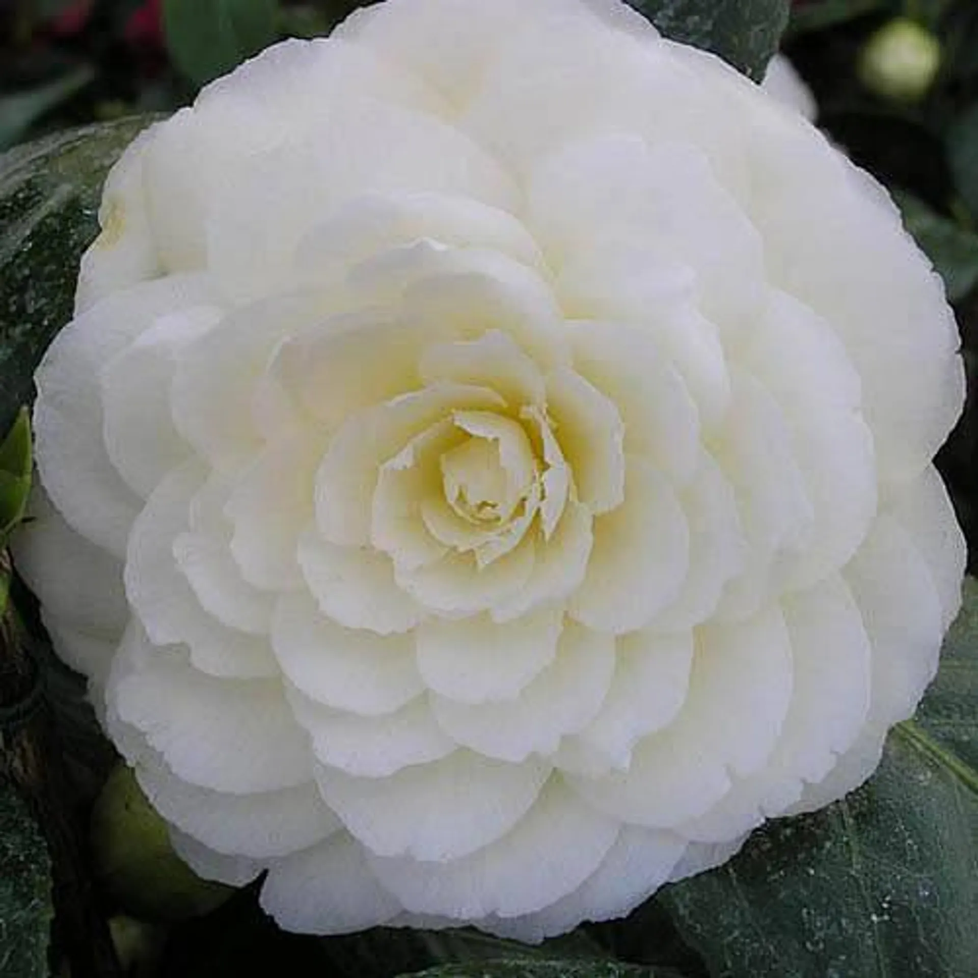 Golden Wedding Camellia Golden Anniversary