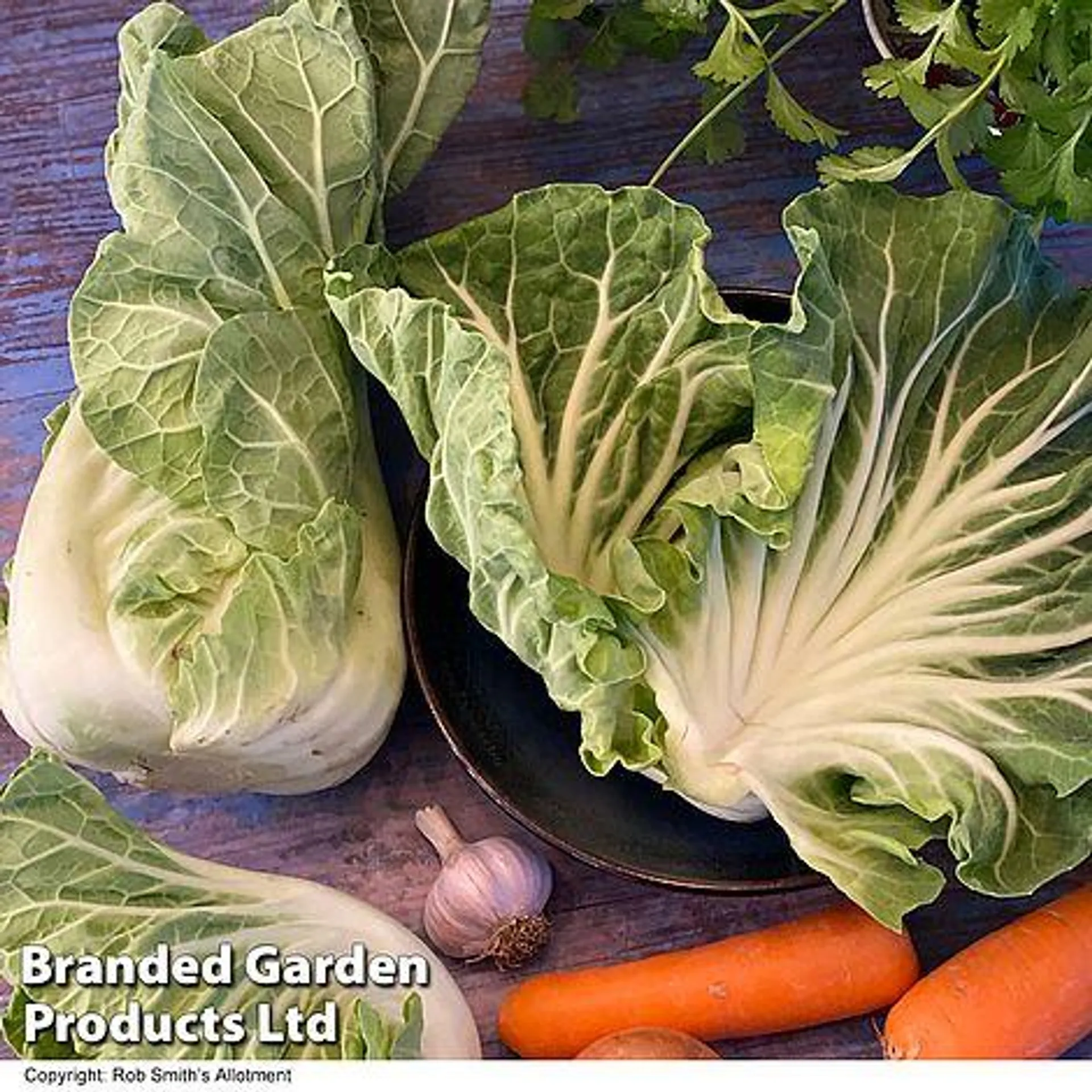 Cabbage 'Luzia' F1 (Summer) - Seeds