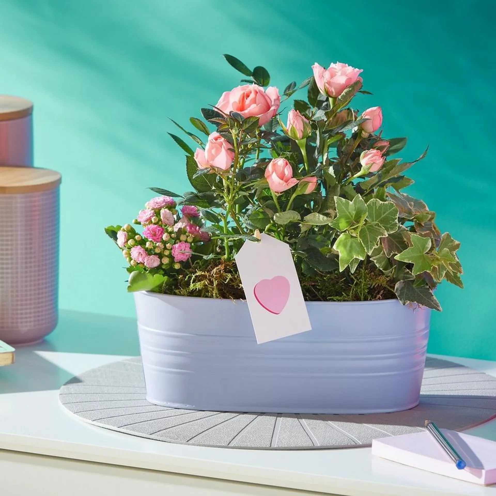 Plant of the month - Pretty Pastel Planter