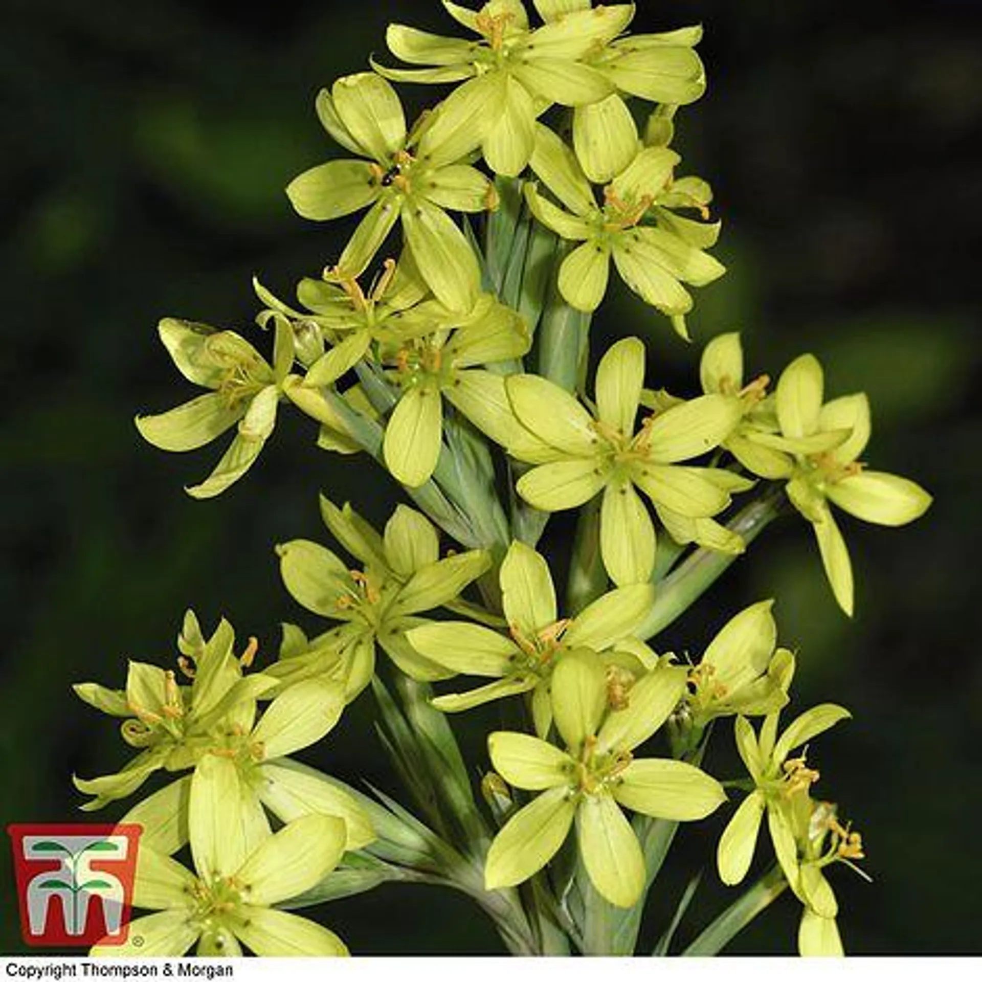 Sisyrinchium palmifolium 'Canary' - Seeds