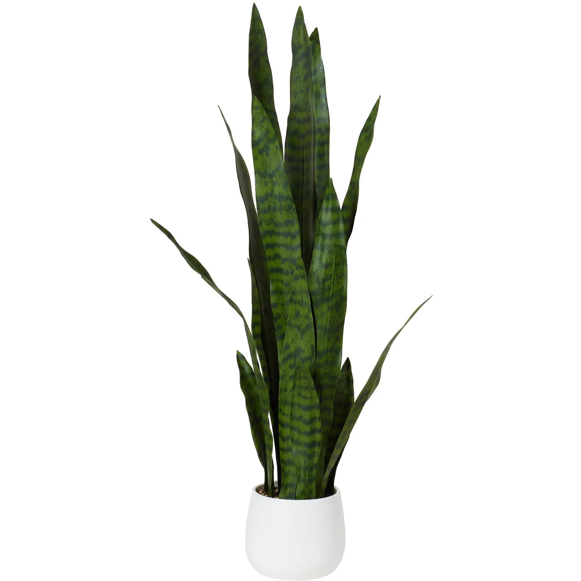 Snake Plant - Green