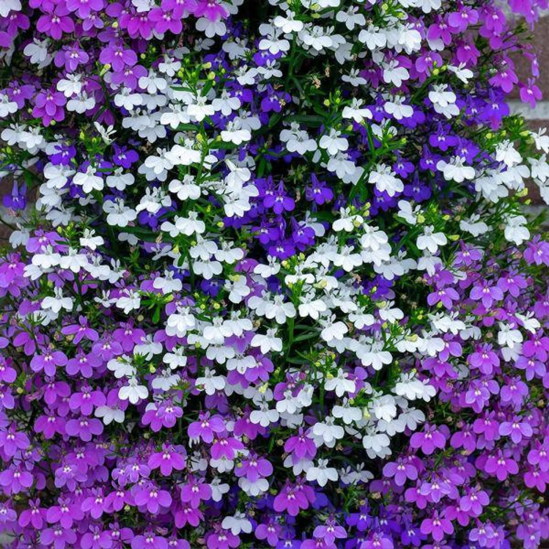 Lobelia Trailing Mixed 12 Pack