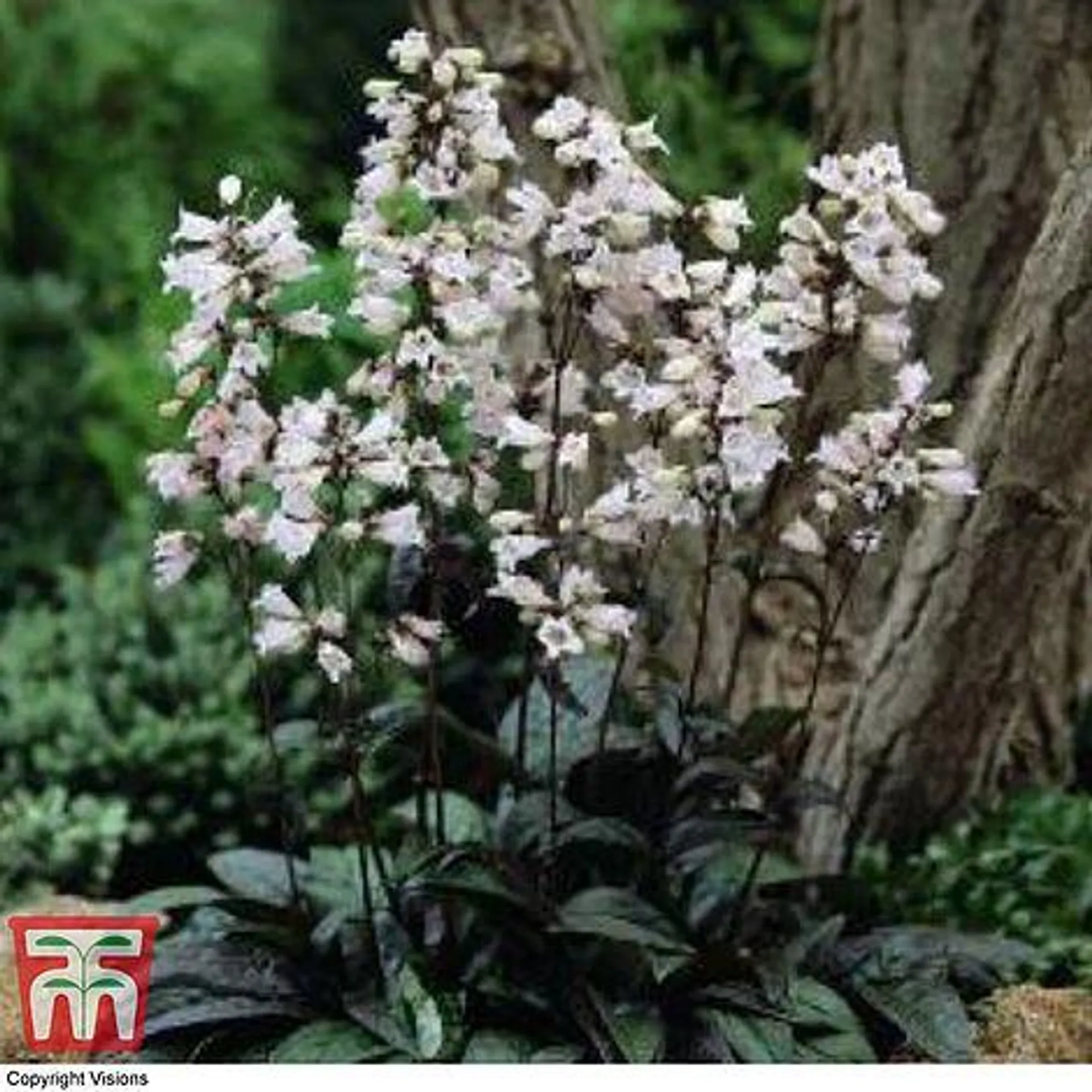 Penstemon digitalis 'Husker Red' - Kew Collection Seeds