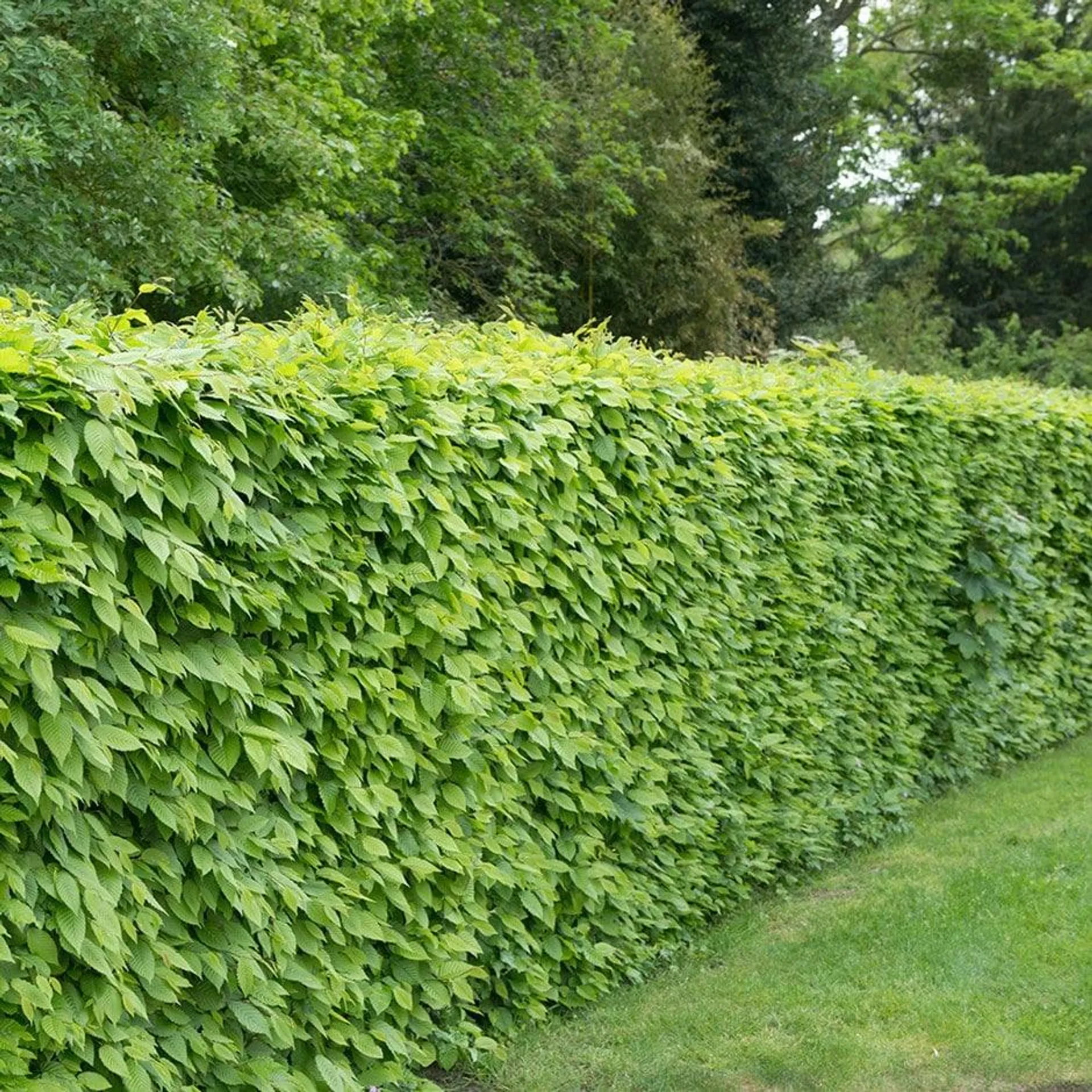 Carpinus betulus - Hornbeam hedging