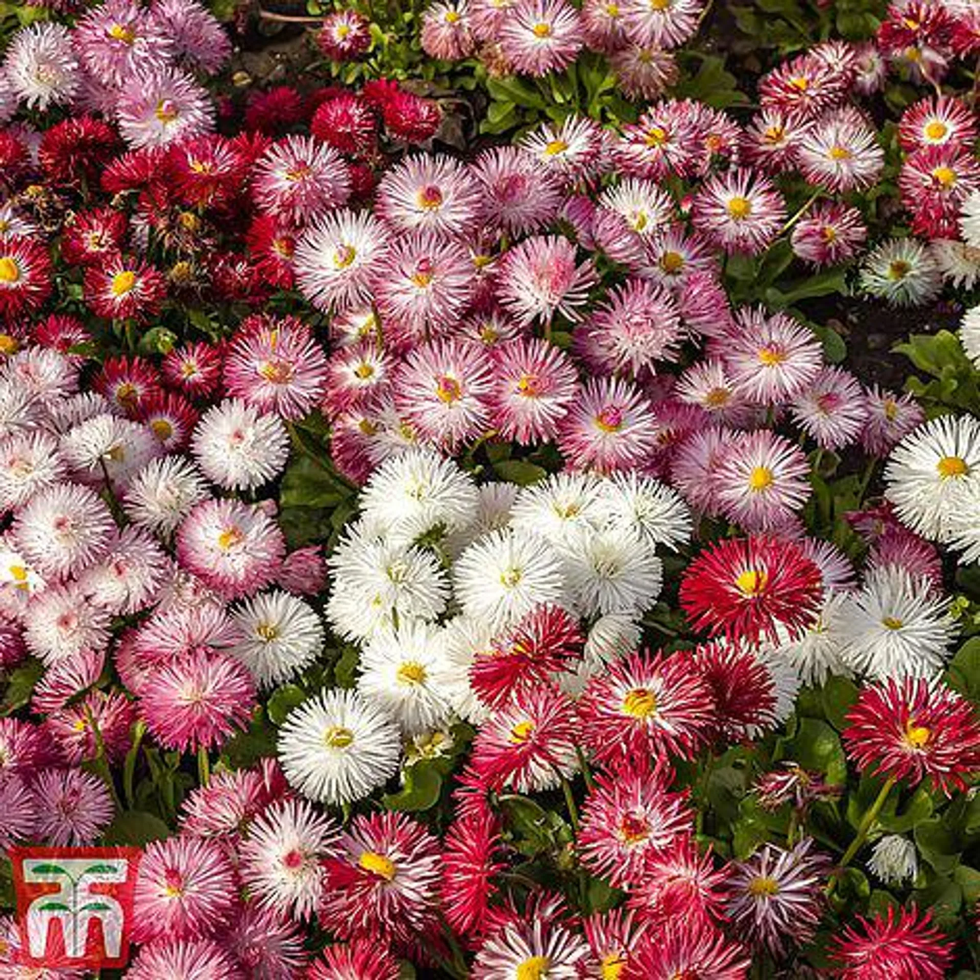 Bellis 'Monstrosa Mix' - Seeds