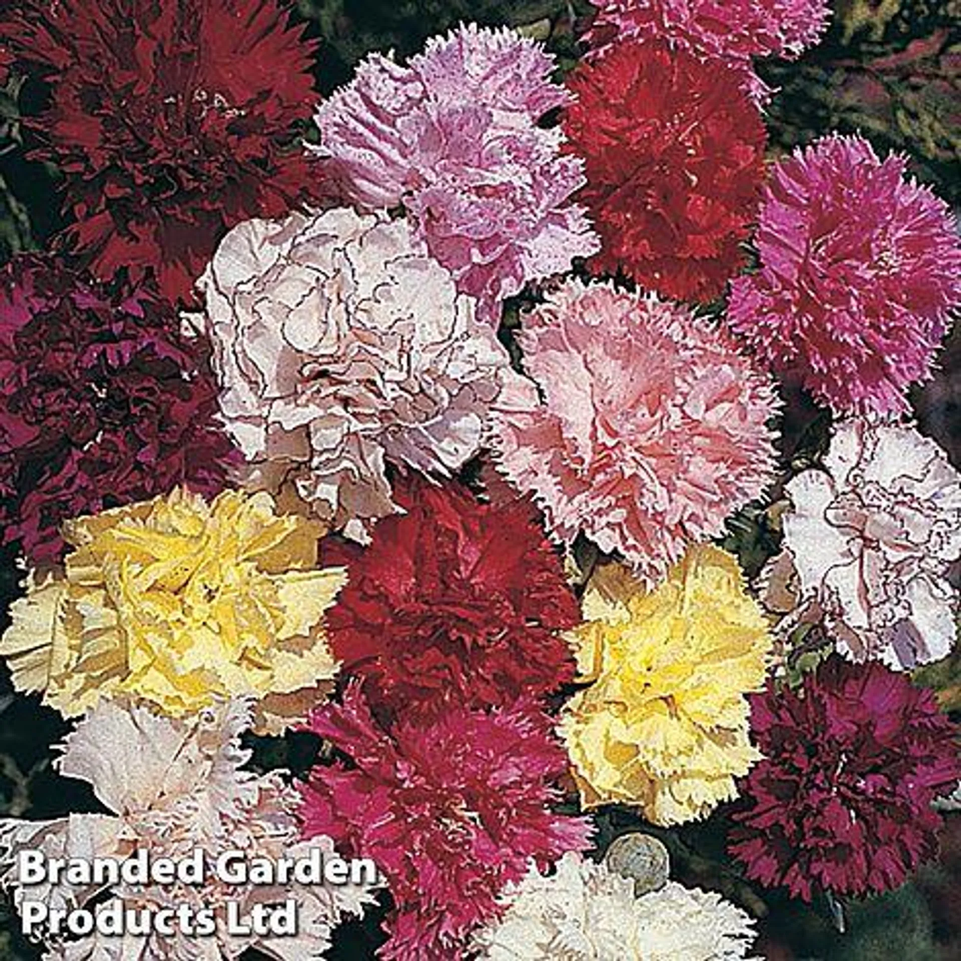 Dianthus barbatus 'Excelsior Mixed' - Easy Grow Seed Range