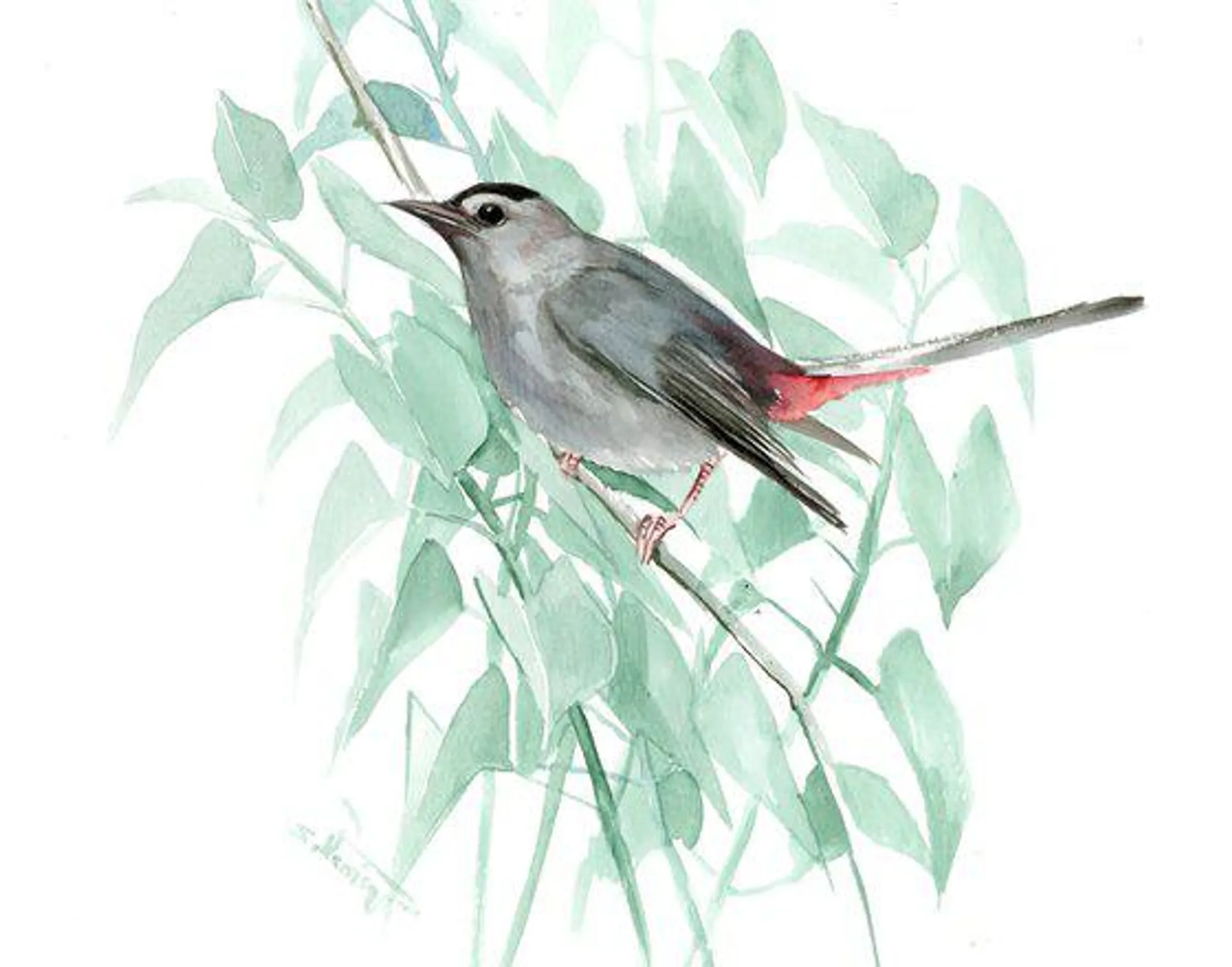 Gray Catbird, Bird artwork (2023)