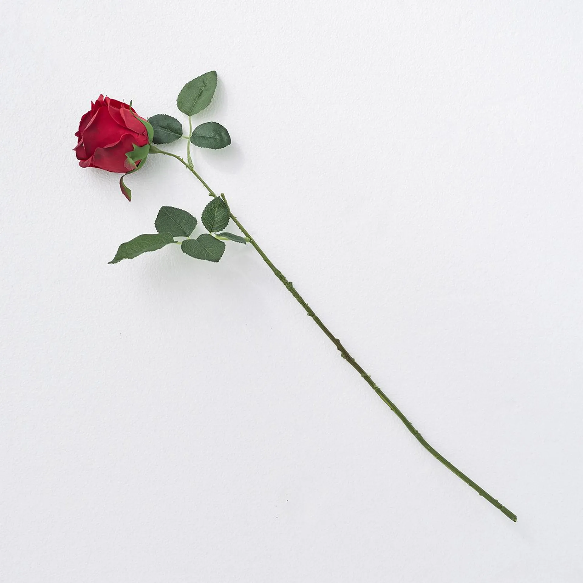 Half Open Red Rose Stem
