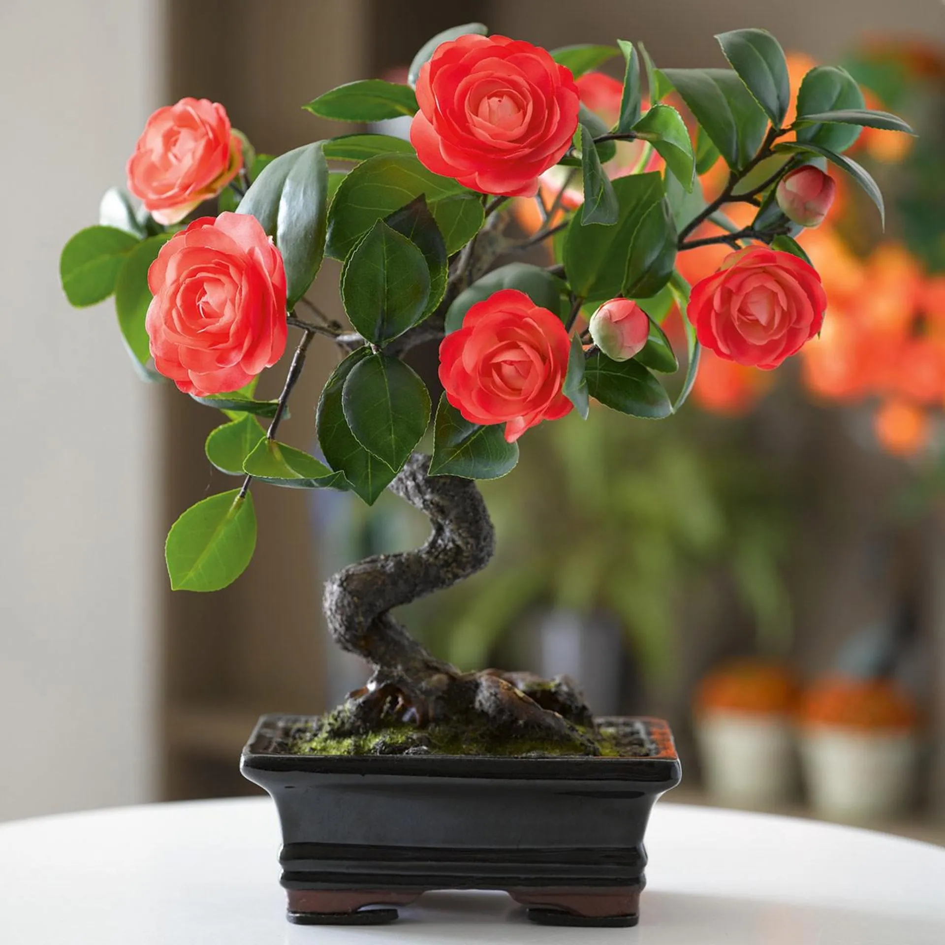 Camellia Flowering Bonsai