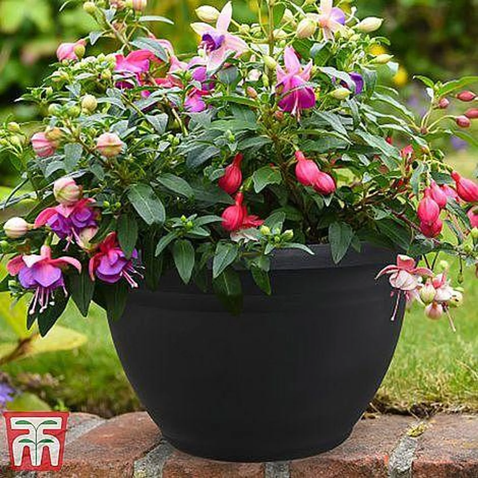 Fuchsia Trailing Mix Pre-Planted Basket