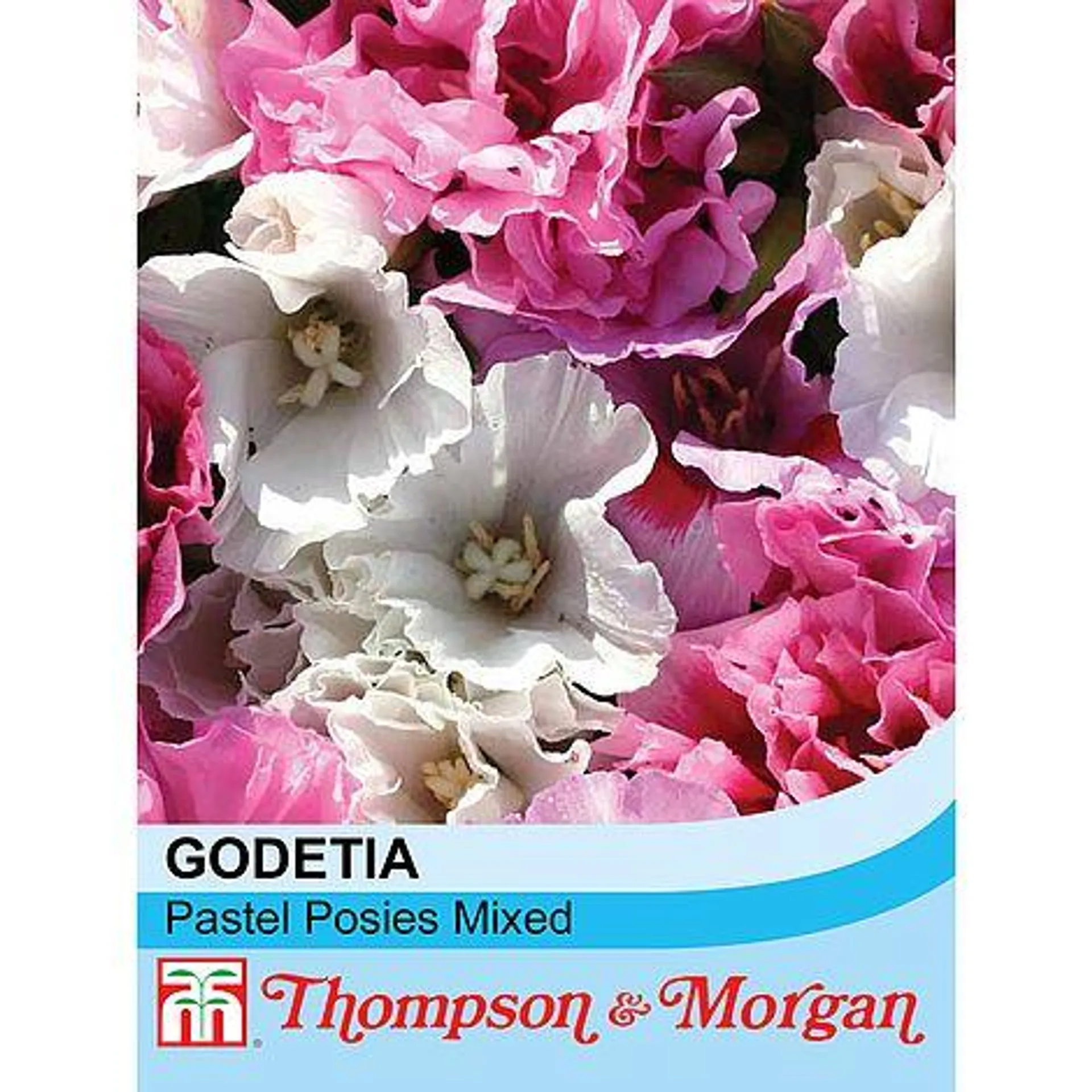 Clarkia 'Pastel Posies Mixed' - Seeds