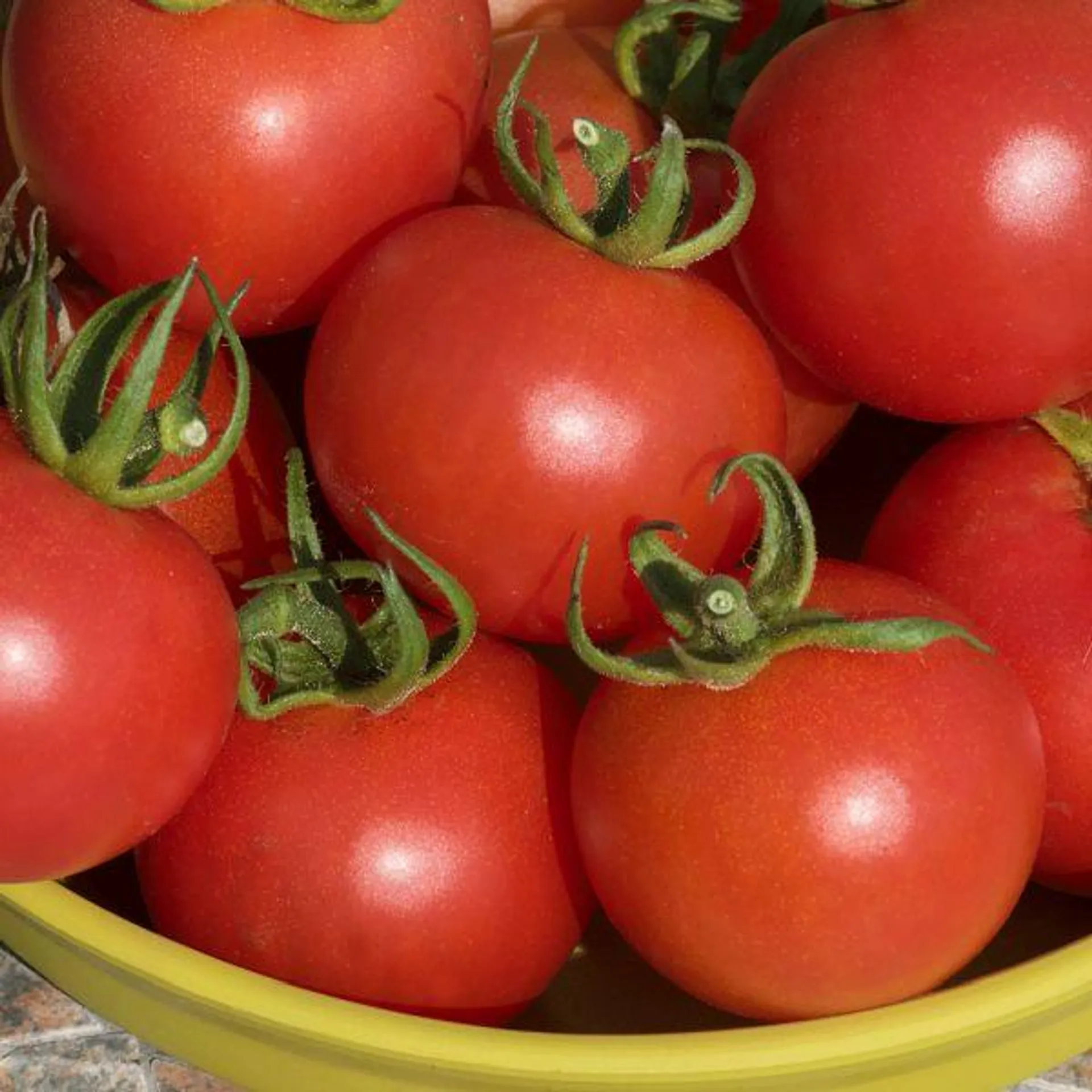 Really Tasty Tomato - Cocktail Crush 11cm