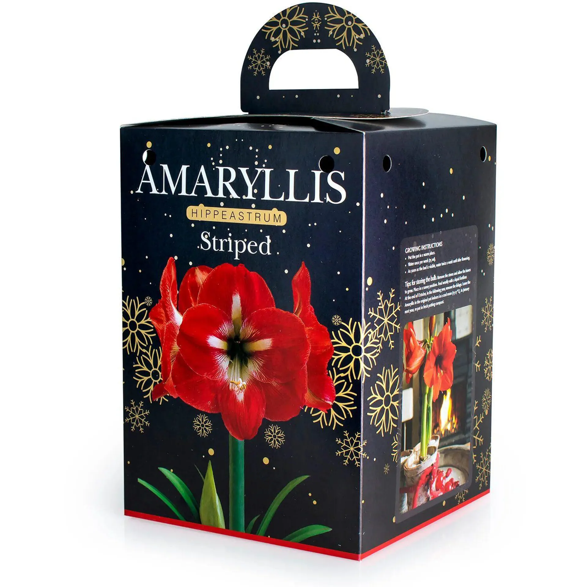 Amaryllis Striped Bulb Gift Set