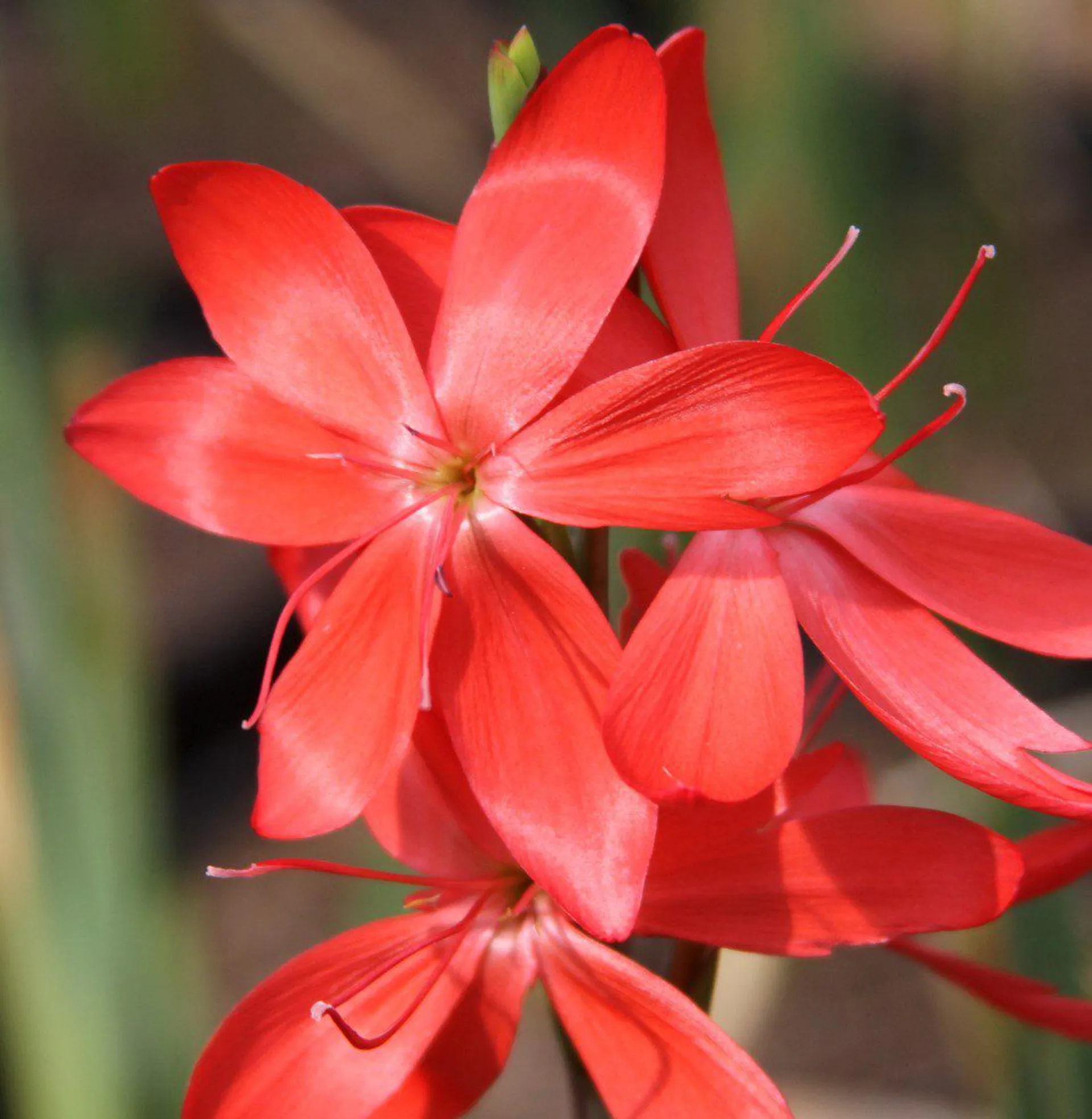 Hesperantha coccinea Major 2L