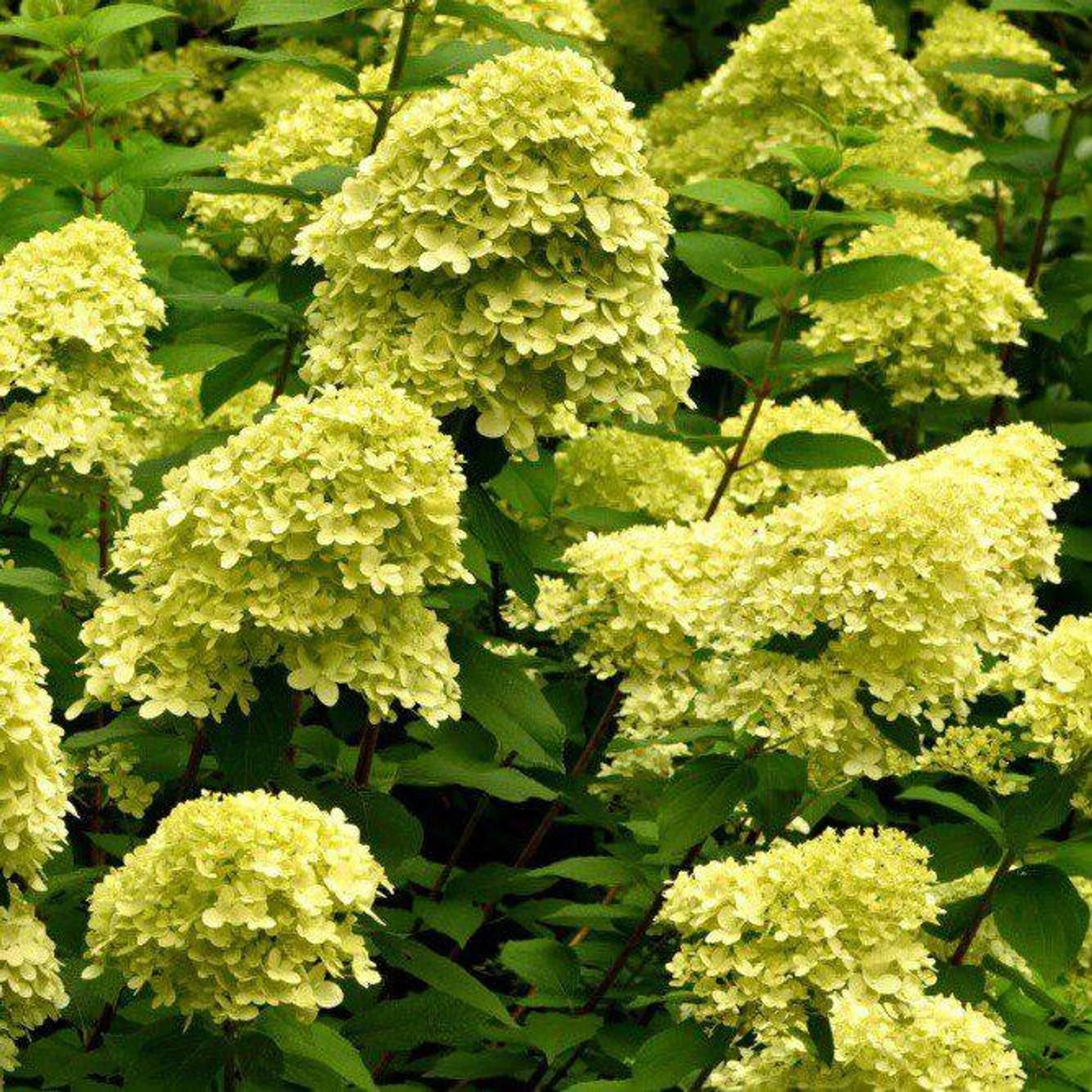 Hydrangea paniculata ‘Mojito’ 3L