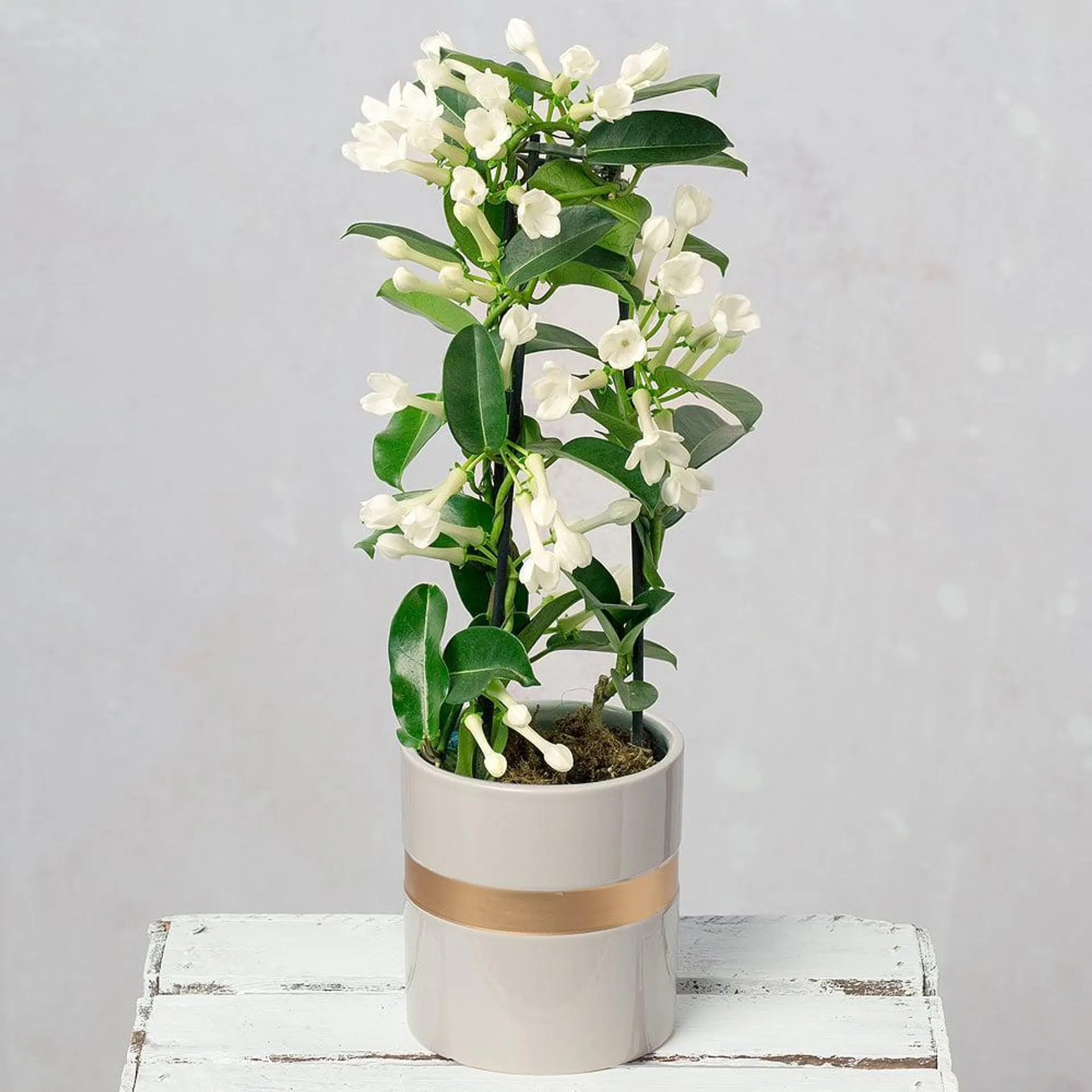 Madagasca Jasmine Plant