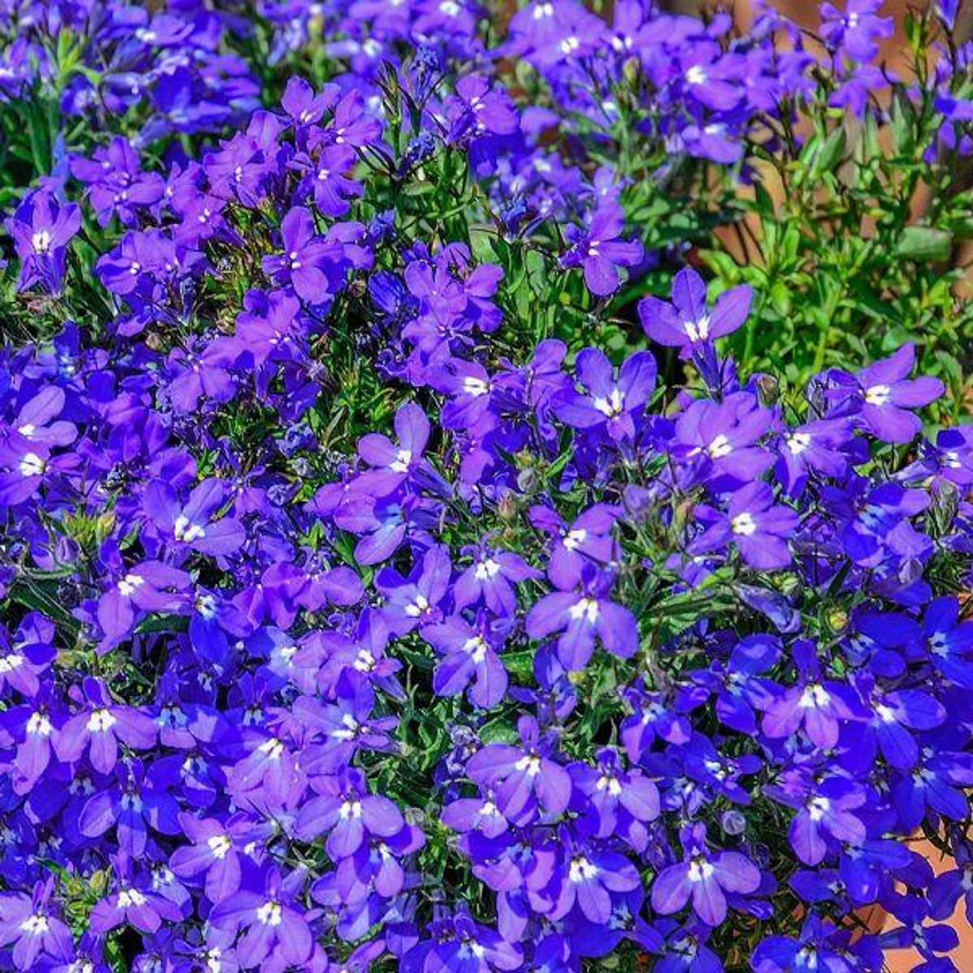 Lobelia Bush Dark Blue 12 Pack