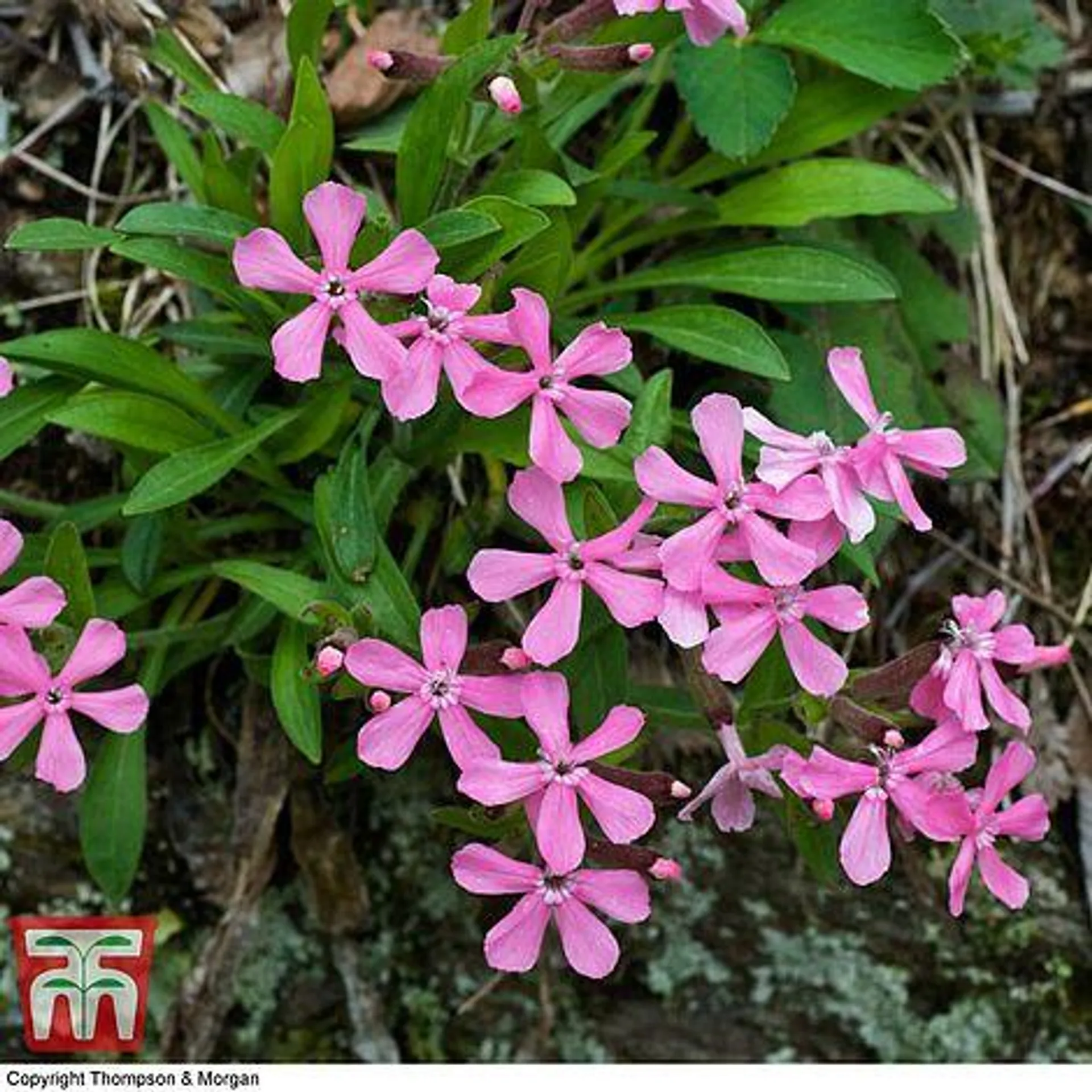 Silene caroliniana 'Hot Pink' - Seeds