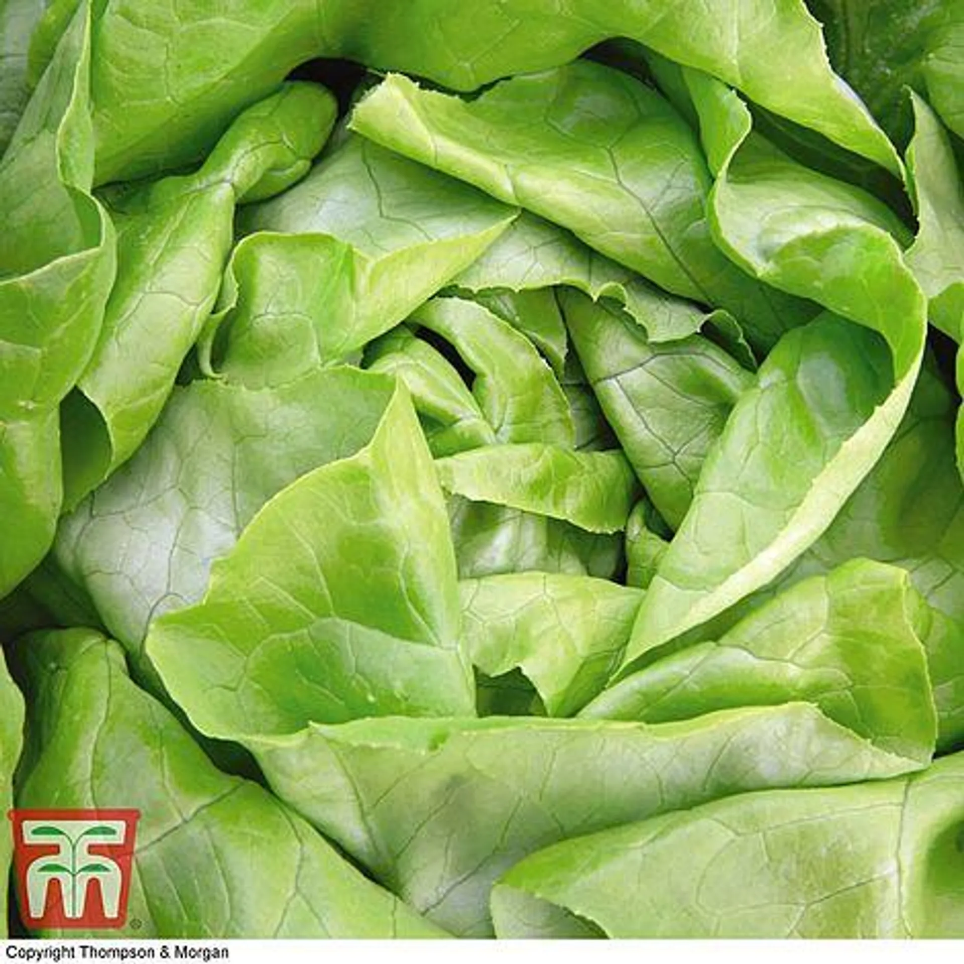 Organic Lettuce 'Sylvesta' (Butterhead) - Seeds